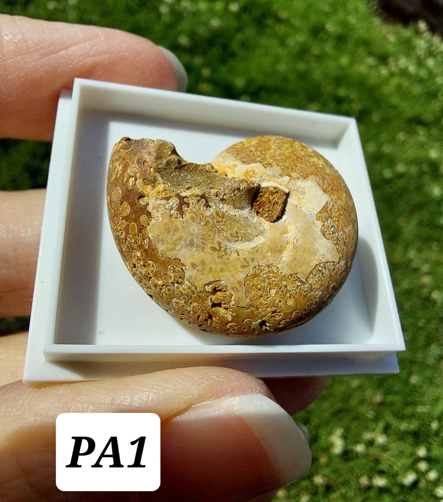 Phylloceras Ammonite, Fossil (Ref: PA1)