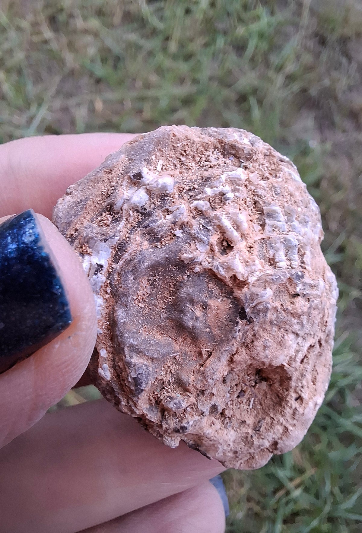 Chalcedony Oyster, Fossil (Ref: FO6)