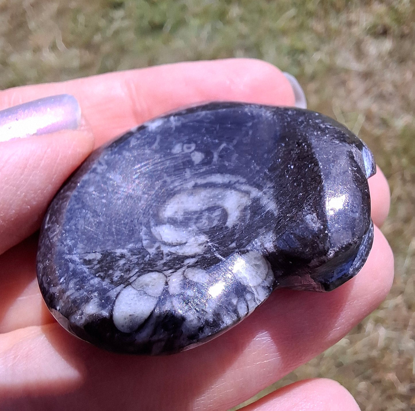 Goniatite, Fossil (Ref: GA2)