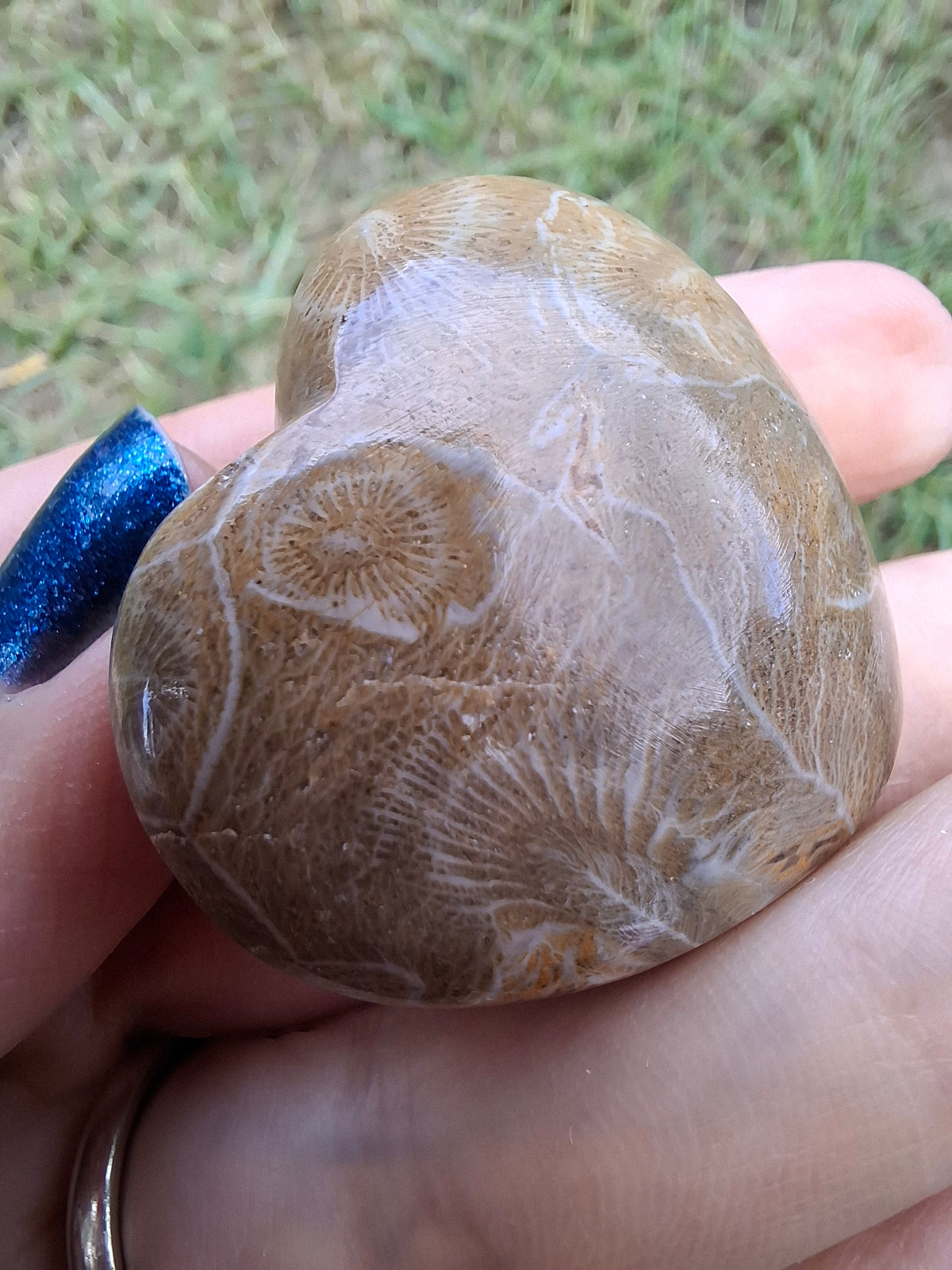 Fossil Coral Heart, (Ref:CoH1)