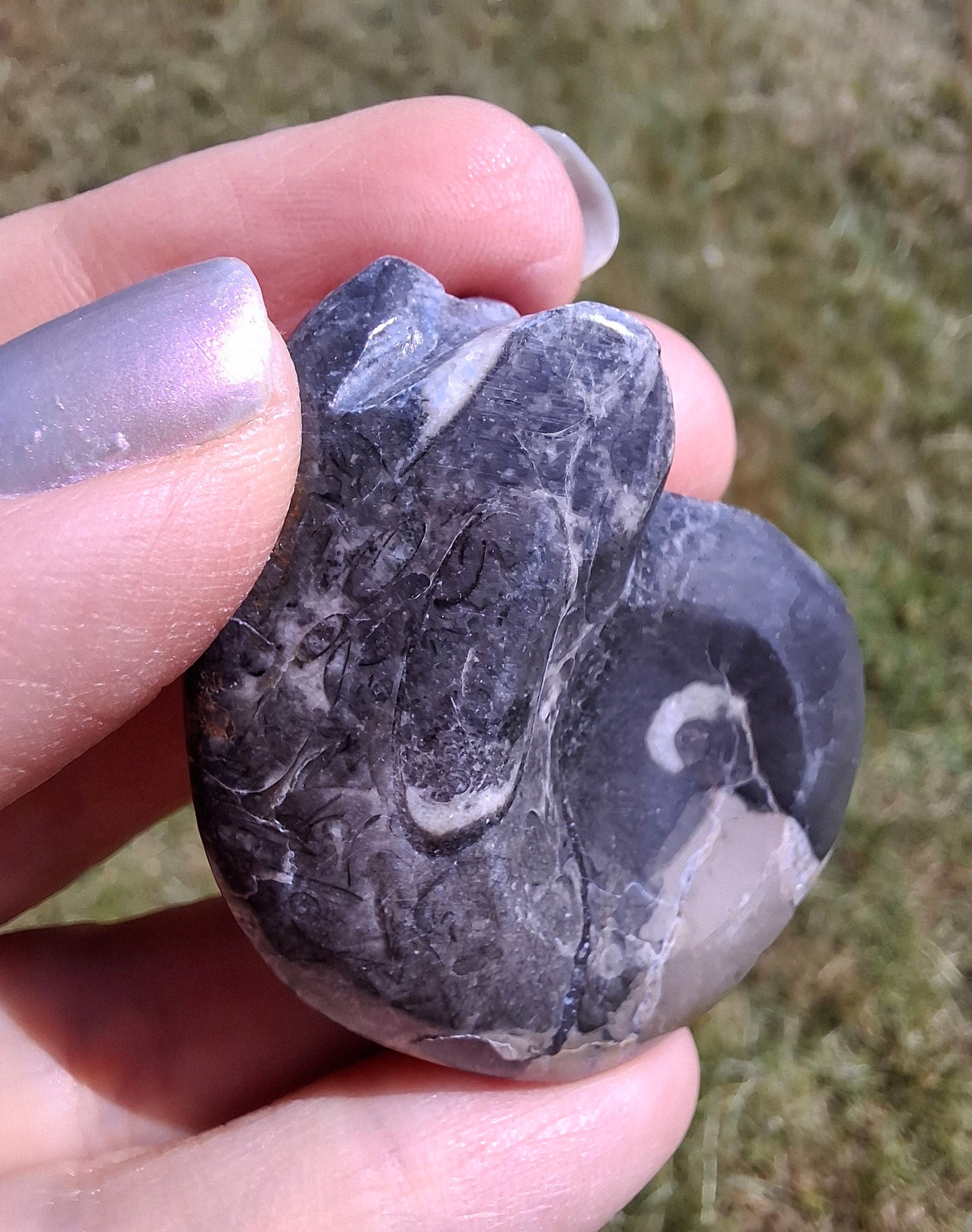 Goniatite, Fossil (Ref: GA9)