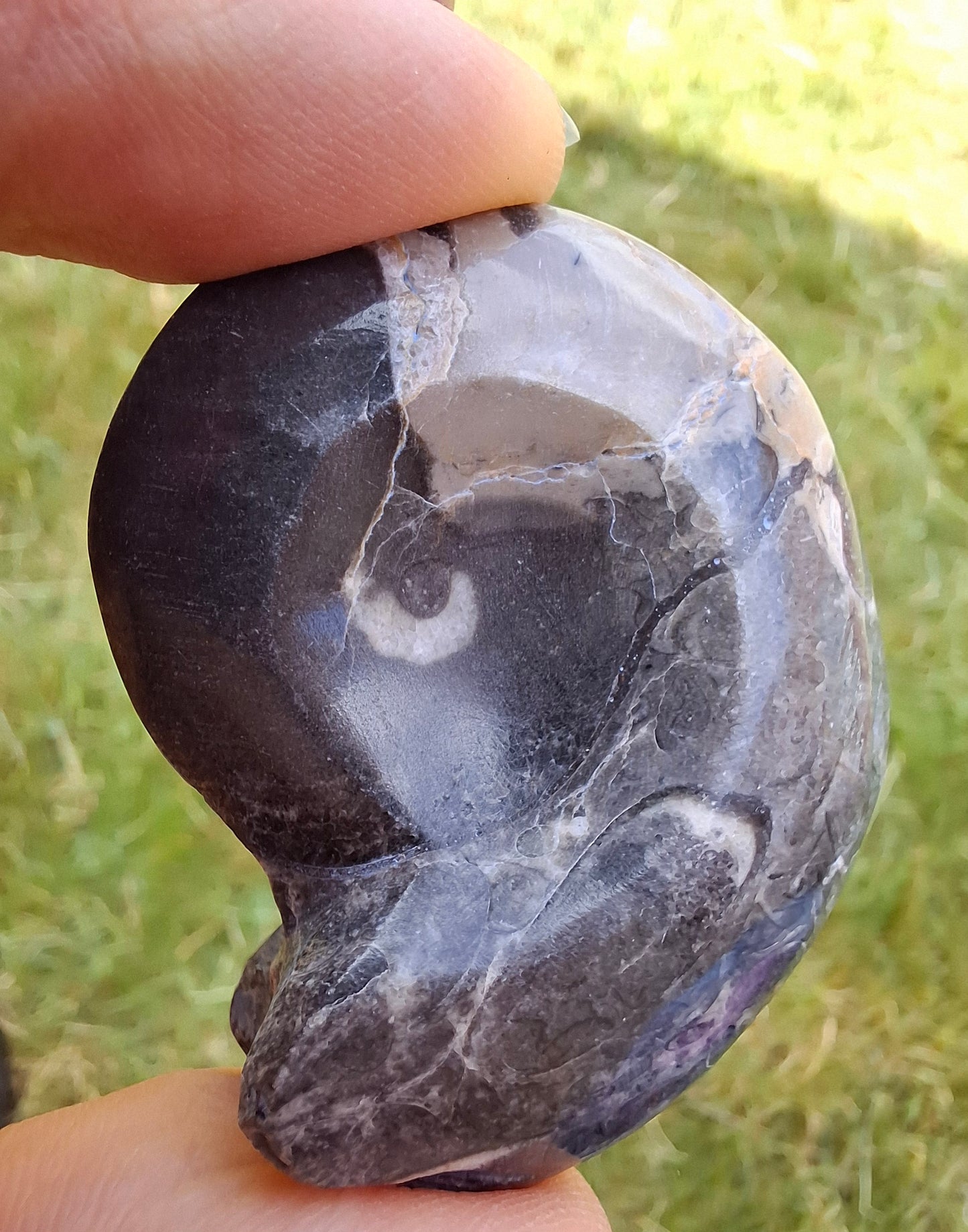 Goniatite, Fossil (Ref: GA9)
