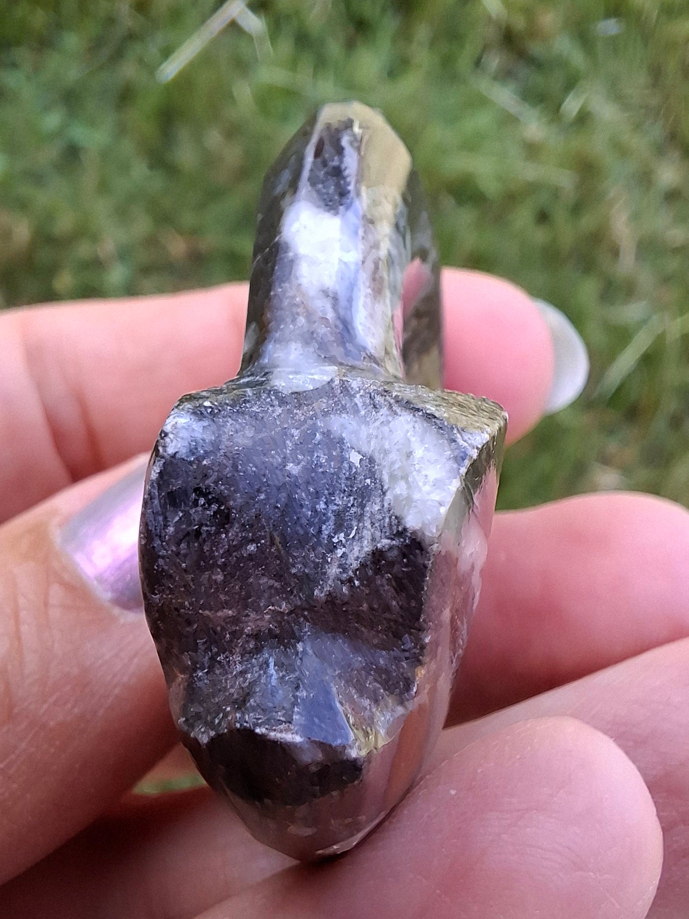 Goniatite, Fossil (Ref: GA1)