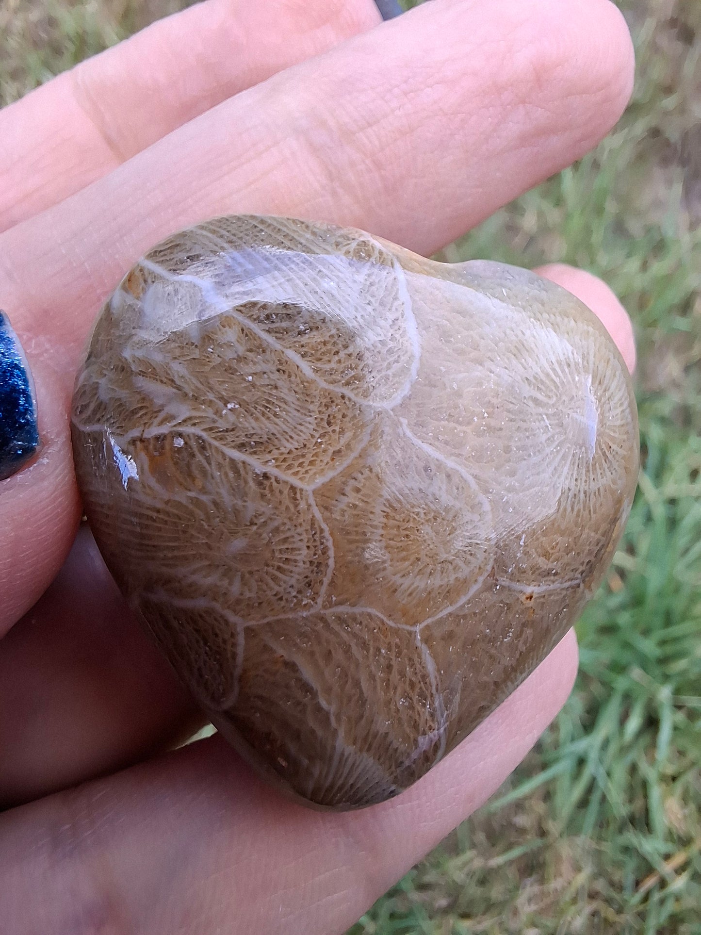 Fossil Coral Heart, (Ref: CoH2)