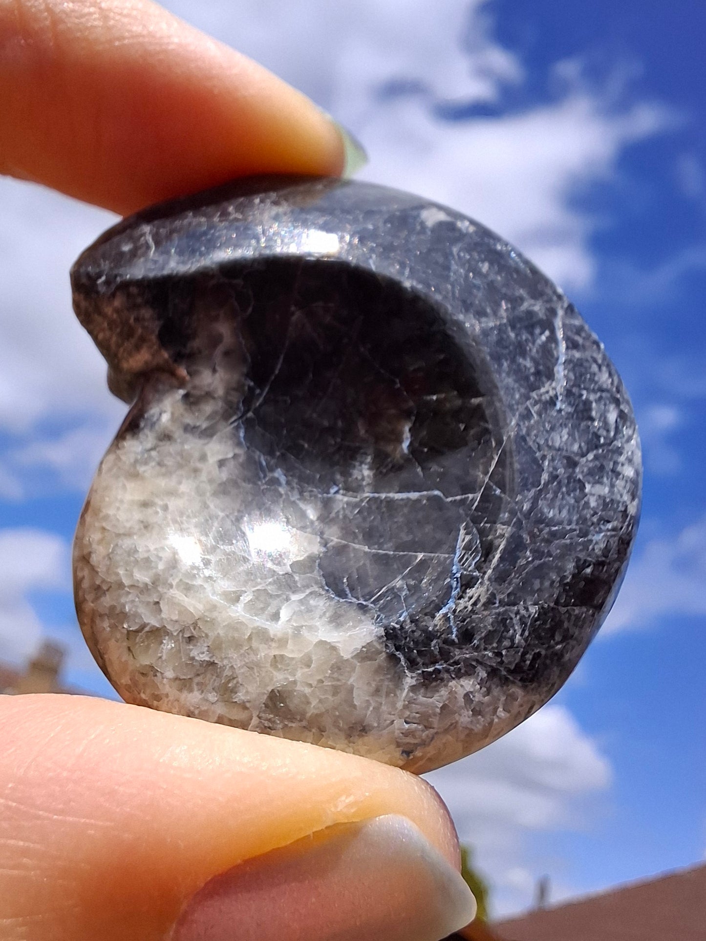 Goniatite, Fossil (Ref: GA3)