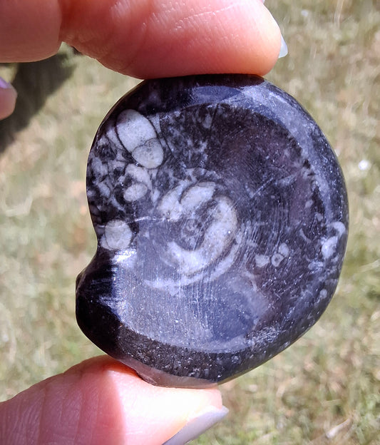 Goniatite, Fossil (Ref: GA2)