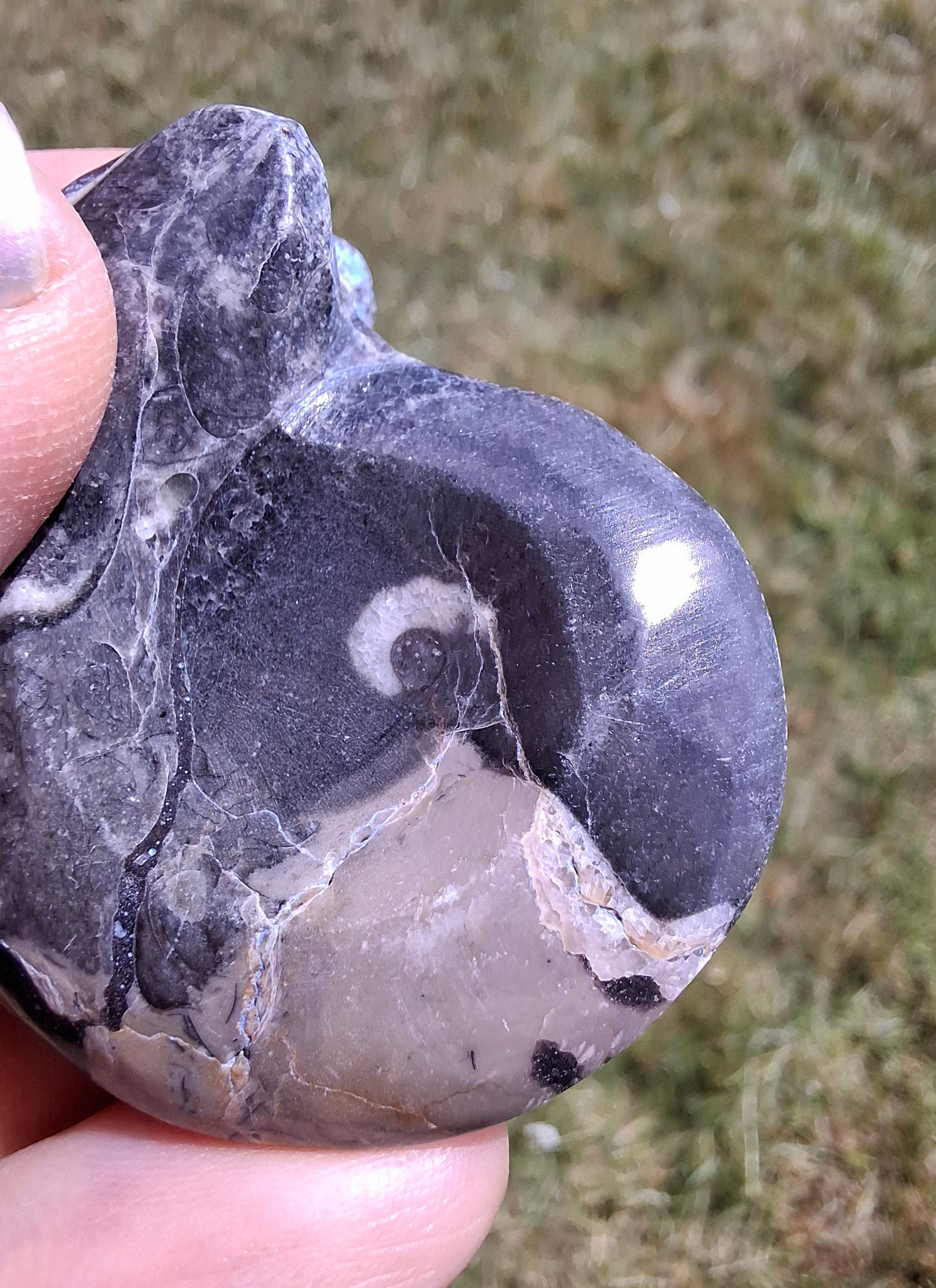 Goniatite, Fossil (Ref: GA9)