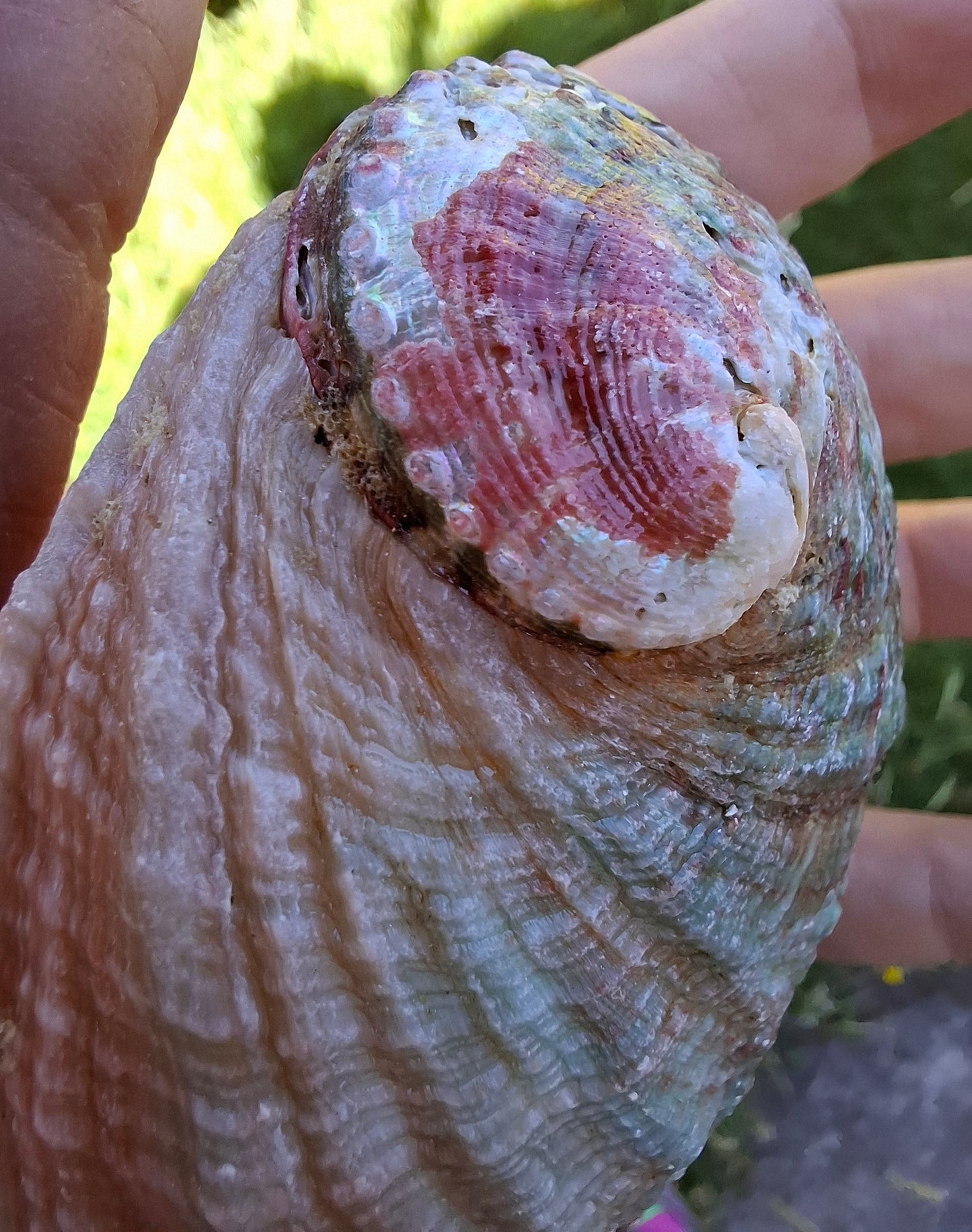 Abalone Shell, (Ref: SH2)