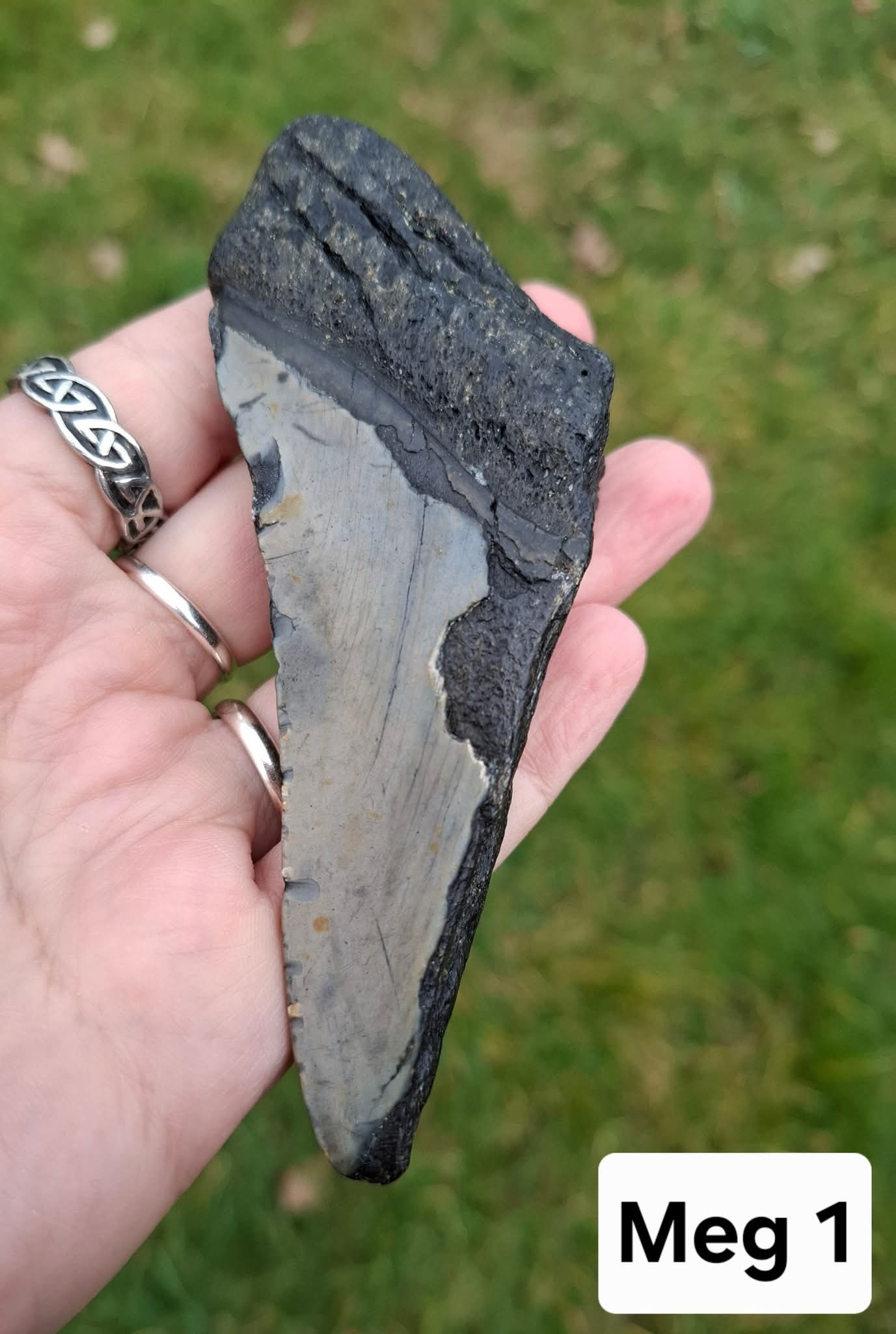 Megalodon (partial) Shark Tooth, 109.68g, Fossil (Ref: Meg1)