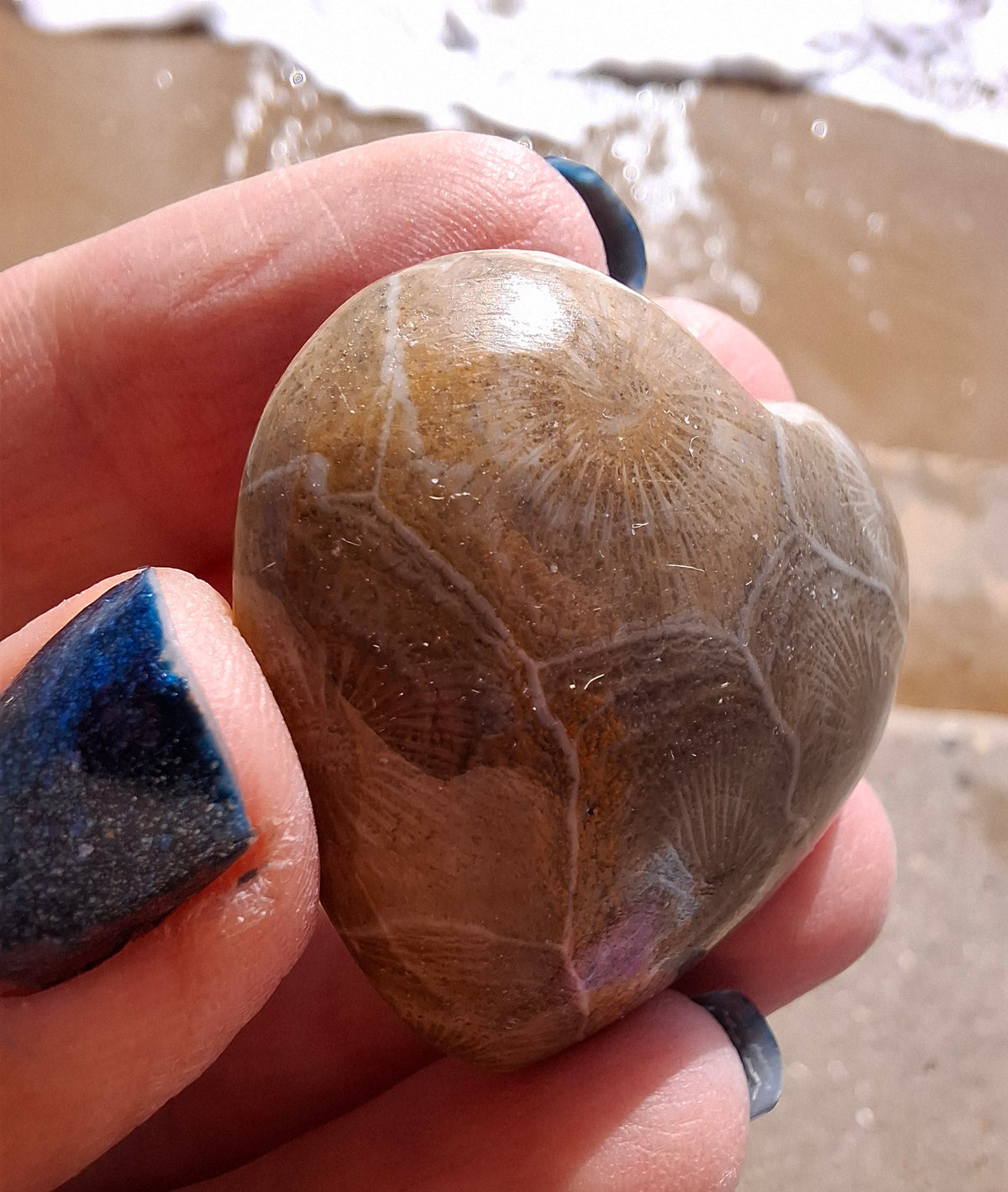 Fossil Coral Heart (Ref: CoH3)