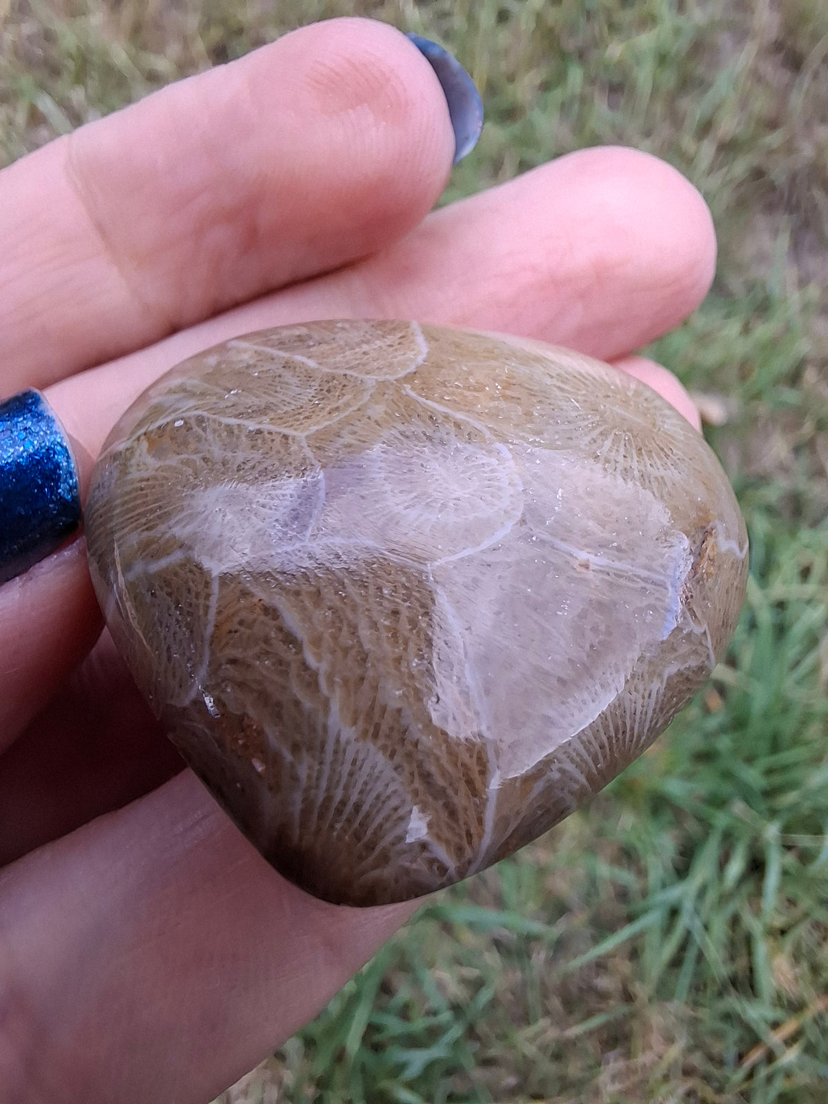 Fossil Coral Heart, (Ref: CoH2)