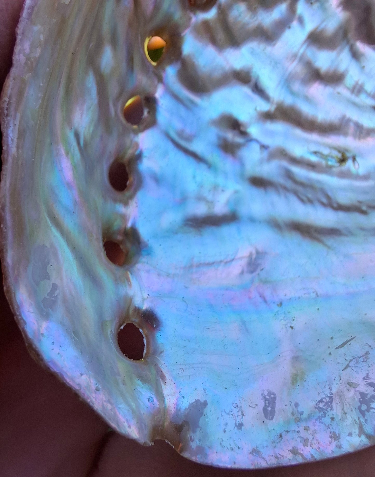 Abalone Shell, (Ref: SH3)
