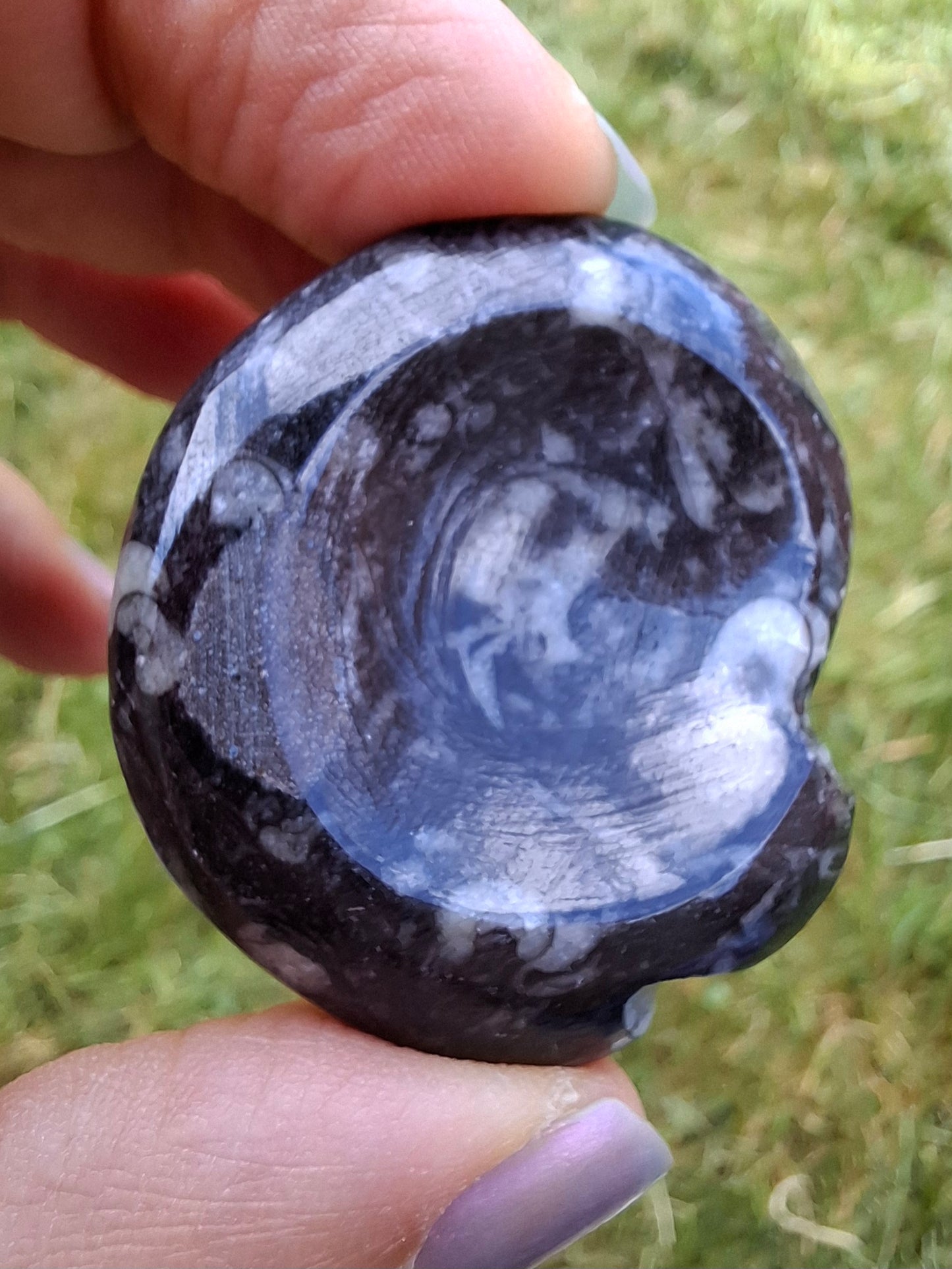 Goniatite, Fossil (Ref: GA2)