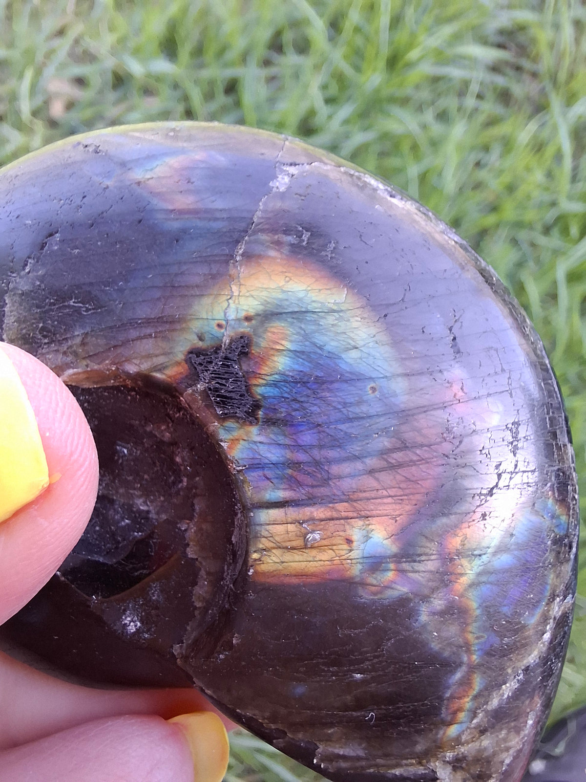 Labradorite Ammonite Carving, 89.31g, Crystal (Ref: laba6)