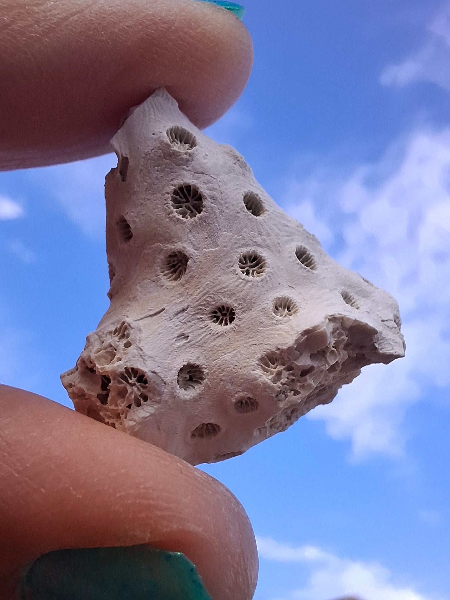 Fossil Coral, (Ref: FC1)