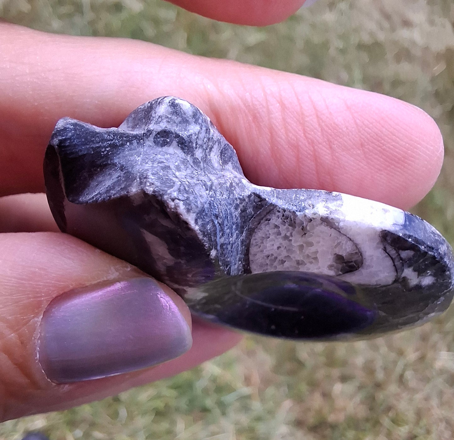 Goniatite, Fossil (Ref: GA5)