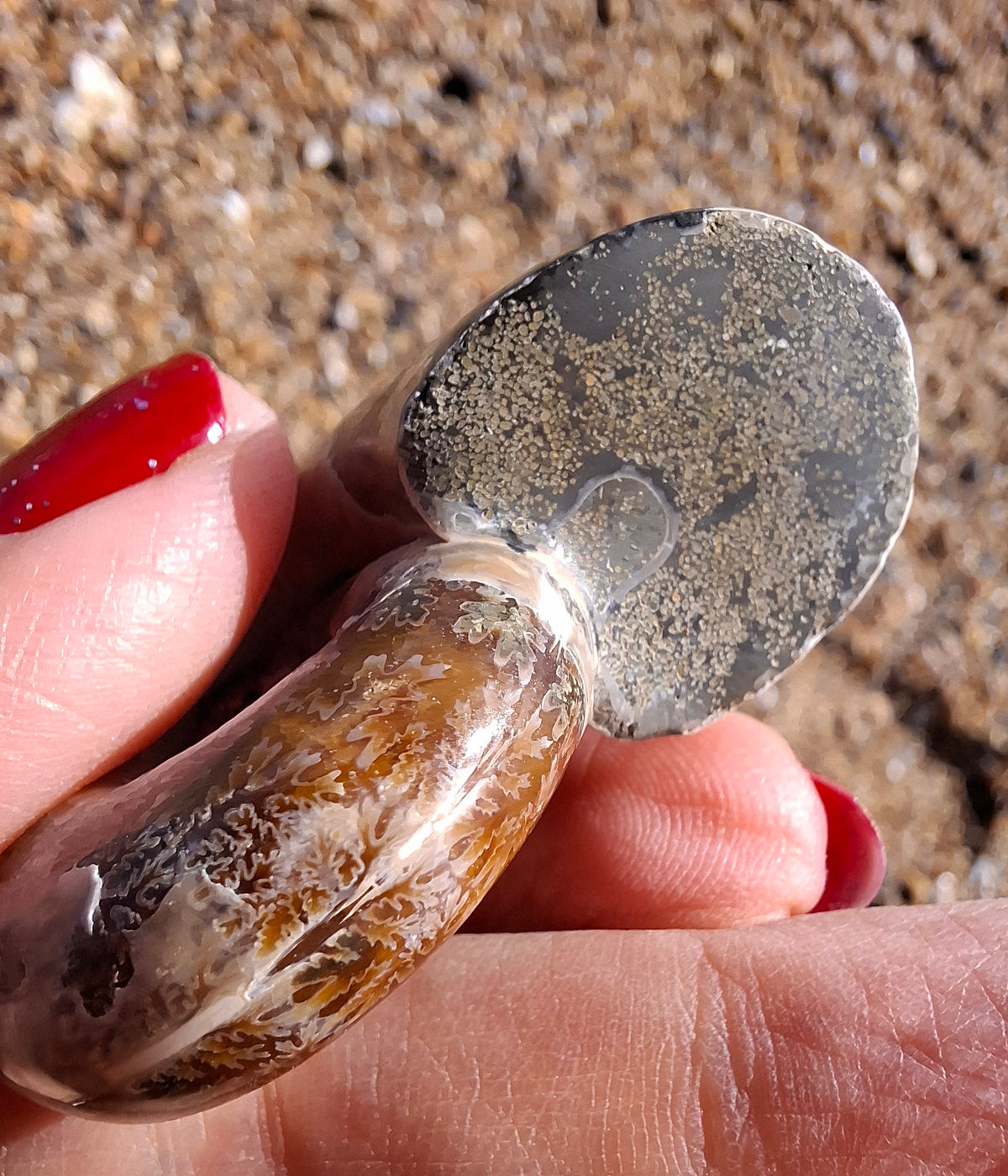 Polished Ammonite, Fossil (Ref: AMM1)