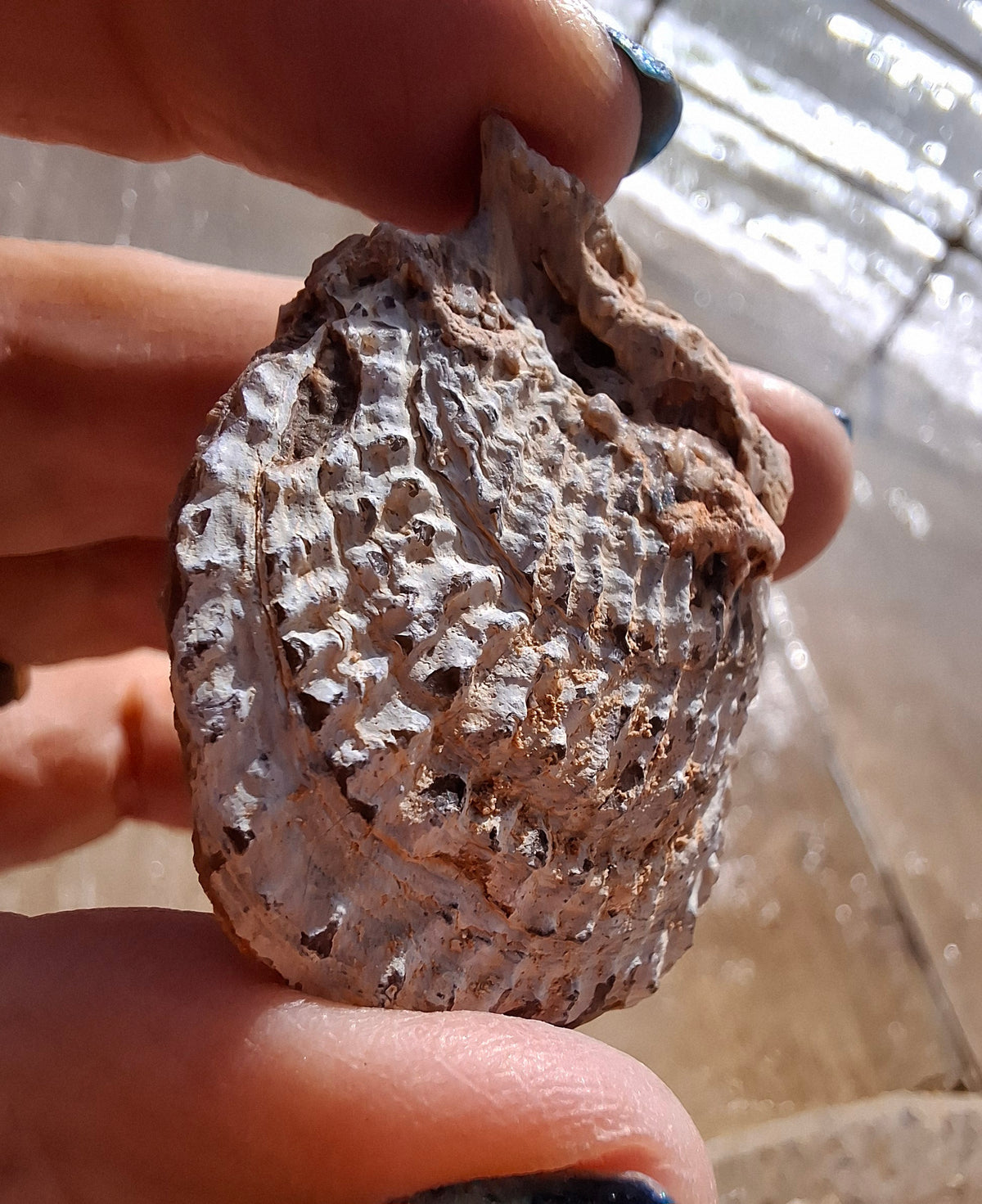 Chalcedony Oyster, Fossil (Ref: FO1)