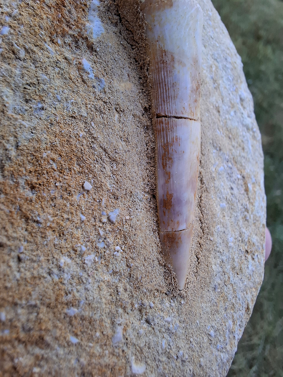 Enchodus Sabre Tooth, Fossil (Ref: ES5)