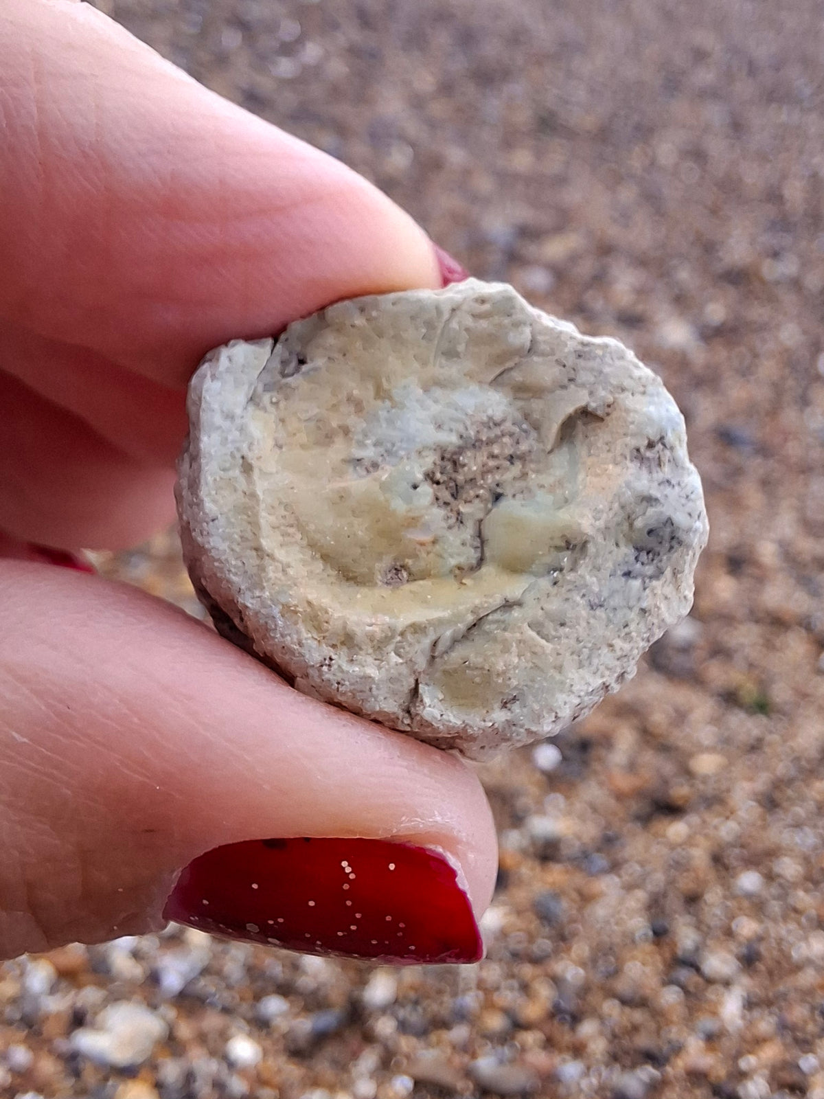 Sauropod Dinosaur Coprolite, 9.31g, Fossil (Ref: DP2)