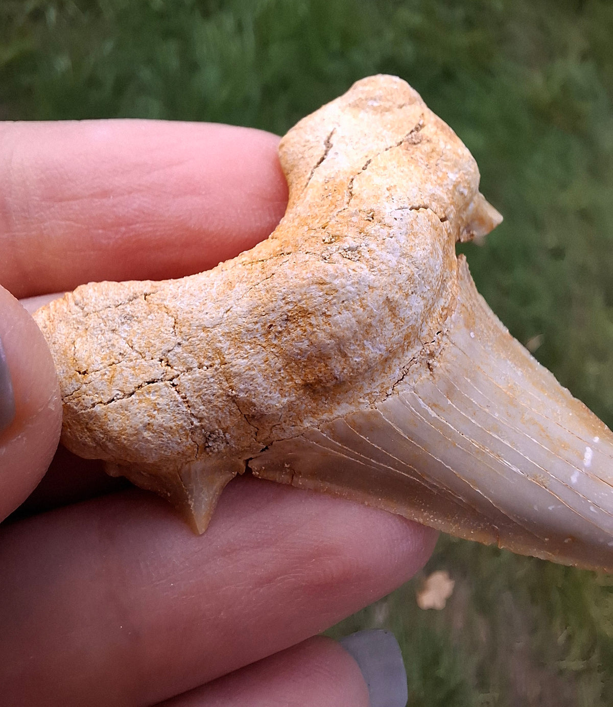 Otodus Shark Tooth, Fossil (Ref: OT6)