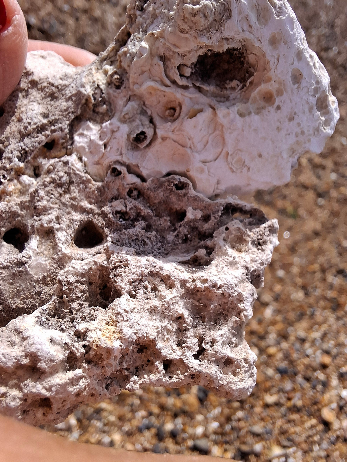 Fossilised Coral replaced by Chalcedony/Agate, Fossil (Ref: FCA1)