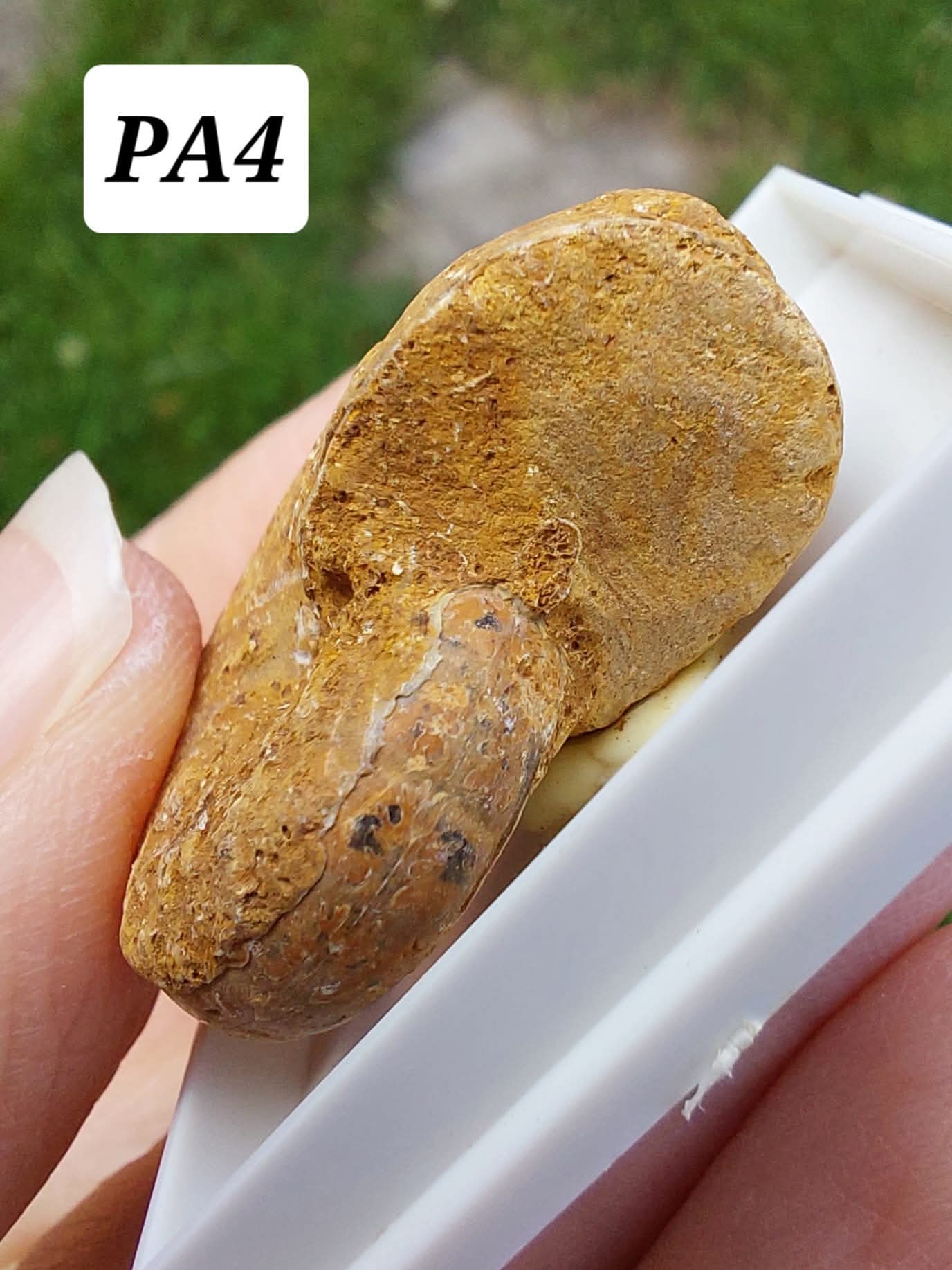 Phylloceras Ammonite, Fossil (Ref: PA4)