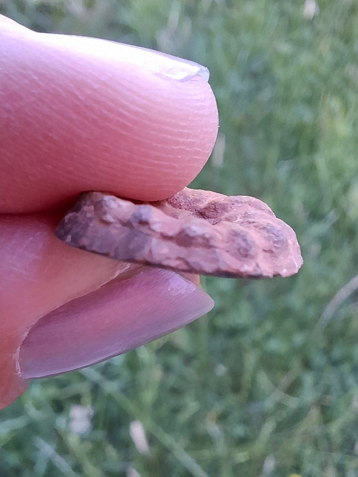 Small Haematite Ammonite HALF, 1.41g, Fossil (Ref: MA6)