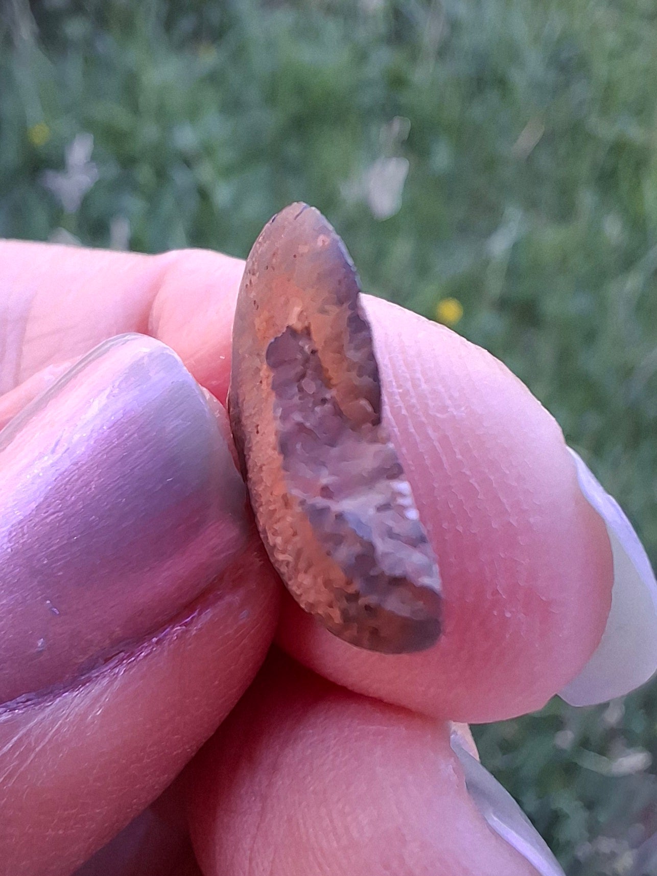 Small Haematite Ammonite HALF, 1.32g, Fossil (Ref: MA5)