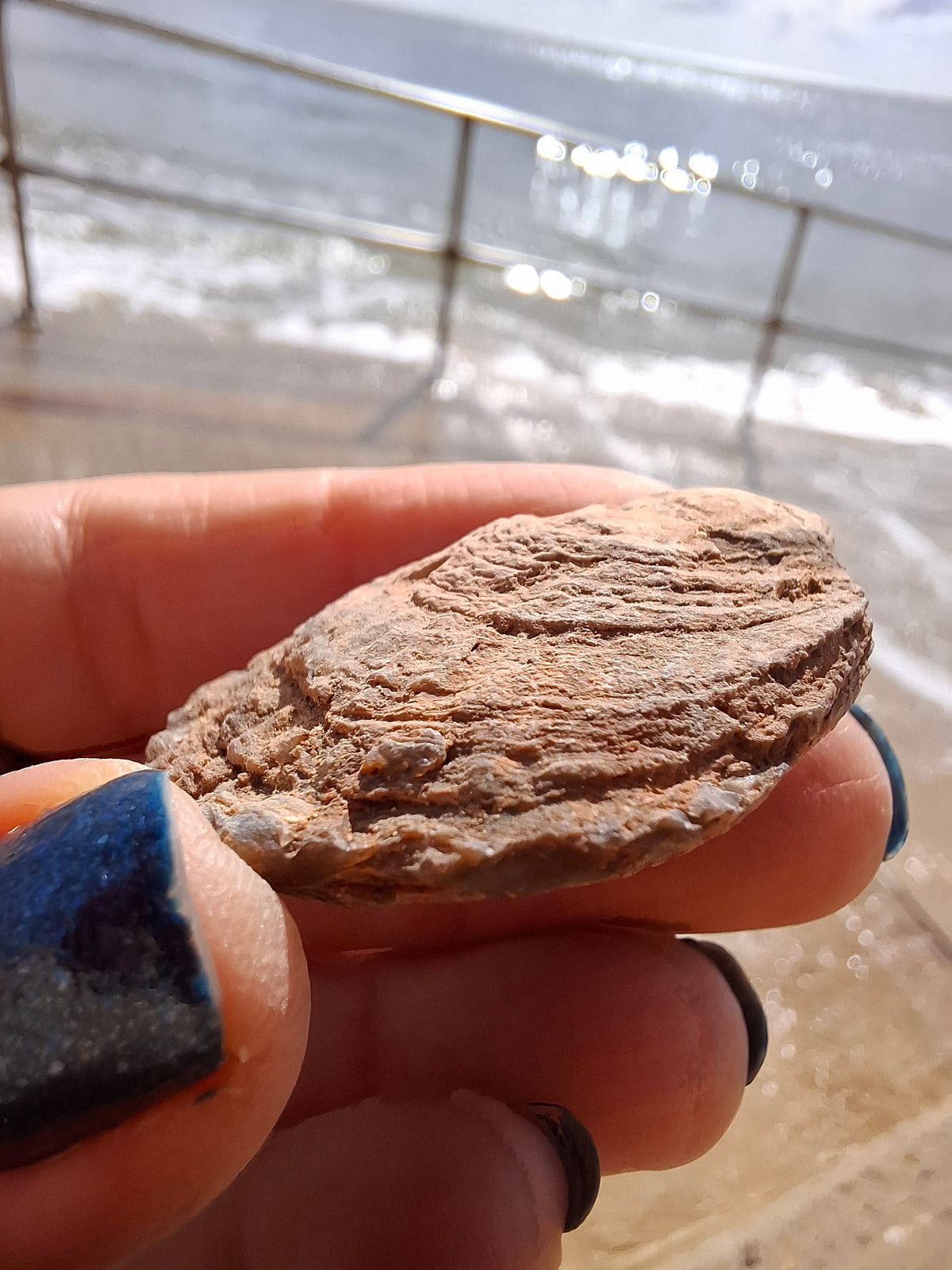 Chalcedony Oyster, Fossil (Ref: FO9)