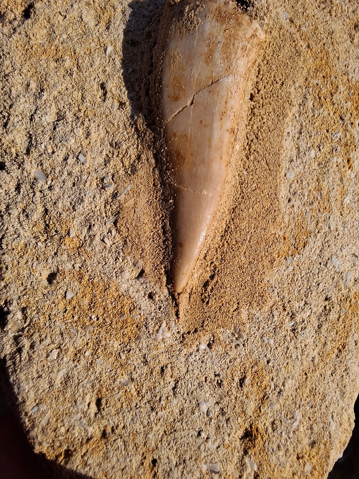 Enchodus Sabre Tooth, Fossil (Ref: ES3)