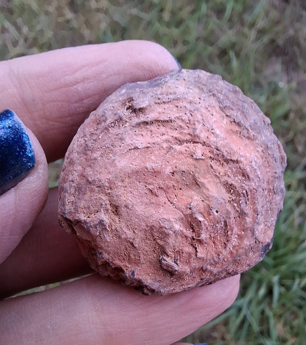 Chalcedony Oyster, Fossil (Ref: FO9)
