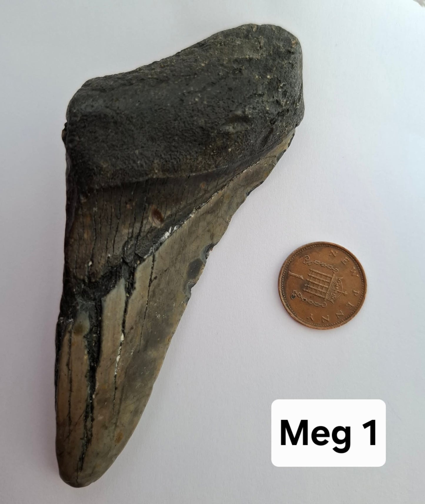 Megalodon (partial) Shark Tooth, 109.68g, Fossil (Ref: Meg1)