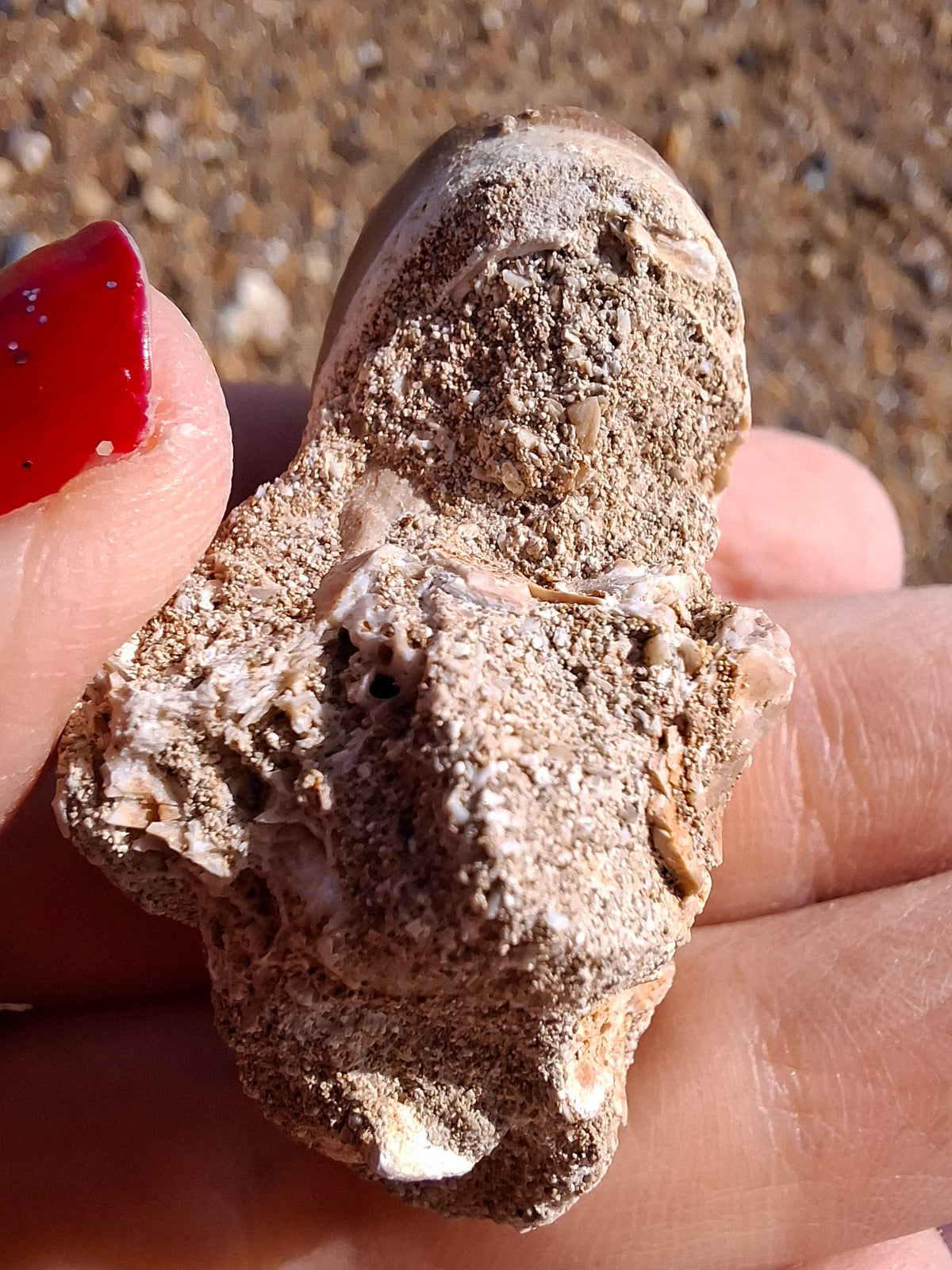 Mosasaurus Tooth with matrix, Fossil, (Ref: MTM1)