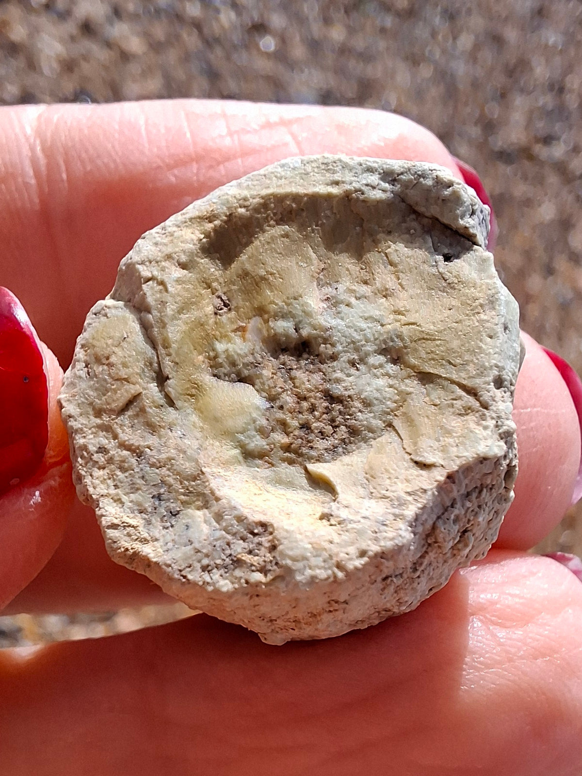 Sauropod Dinosaur Coprolite, 9.31g, Fossil (Ref: DP2)