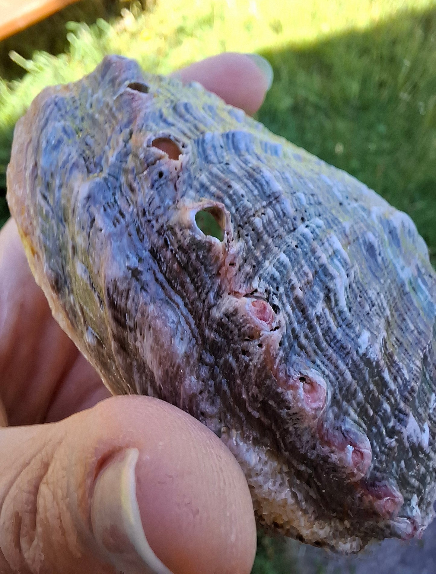 Abalone Shell, (Ref: SH1)