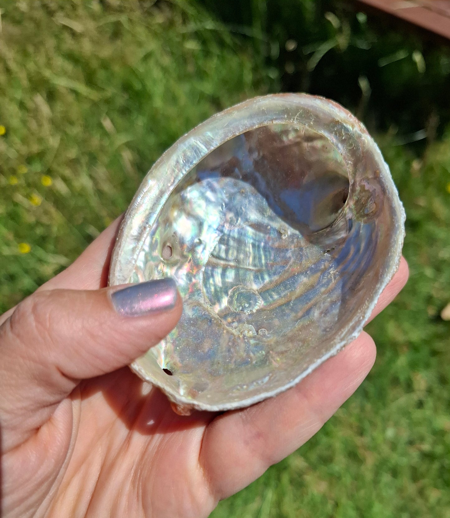Abalone Shell, (Ref: SH2)