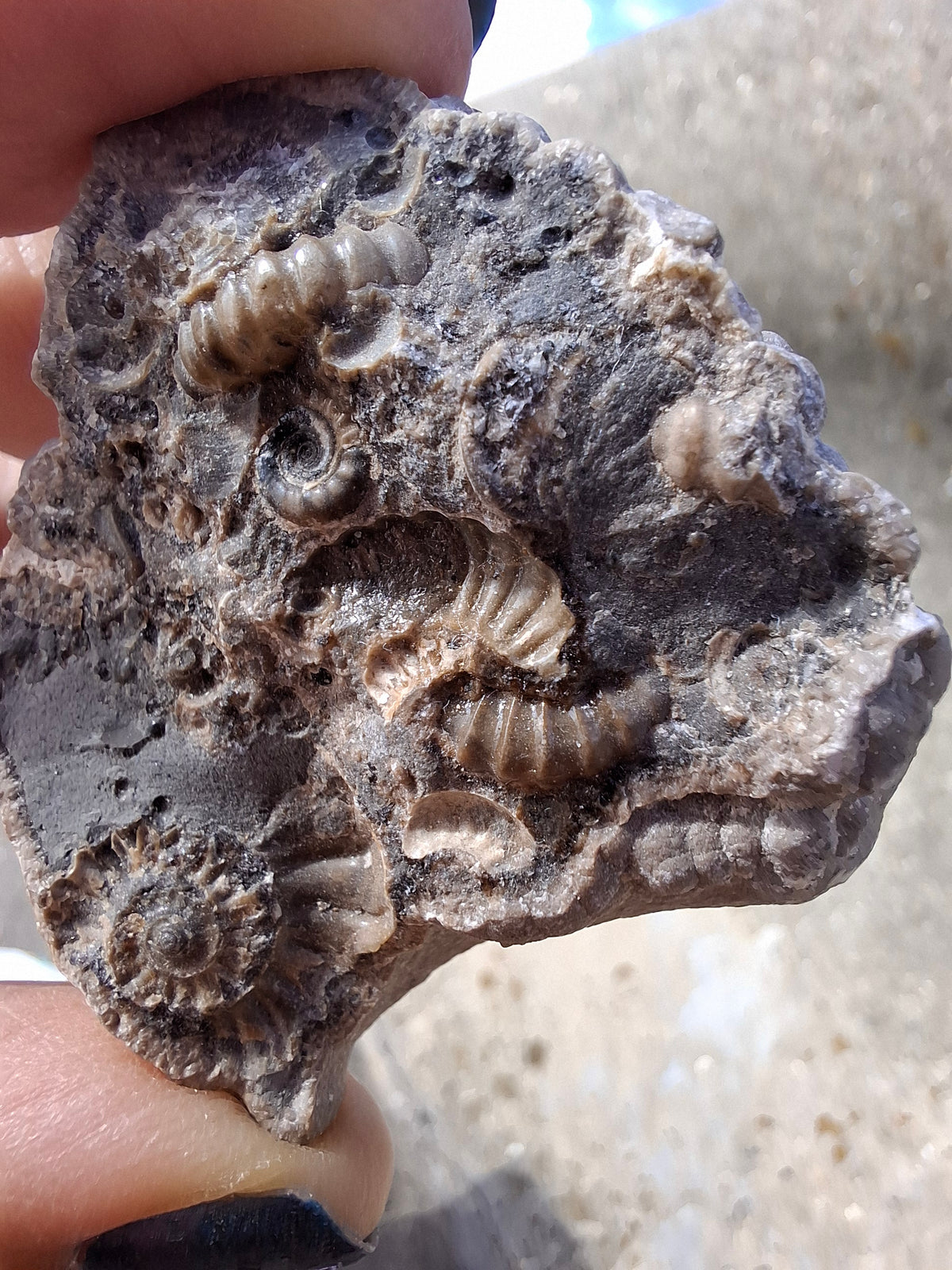 Ammonite Cluster, Fossil (Ref: ACL1)