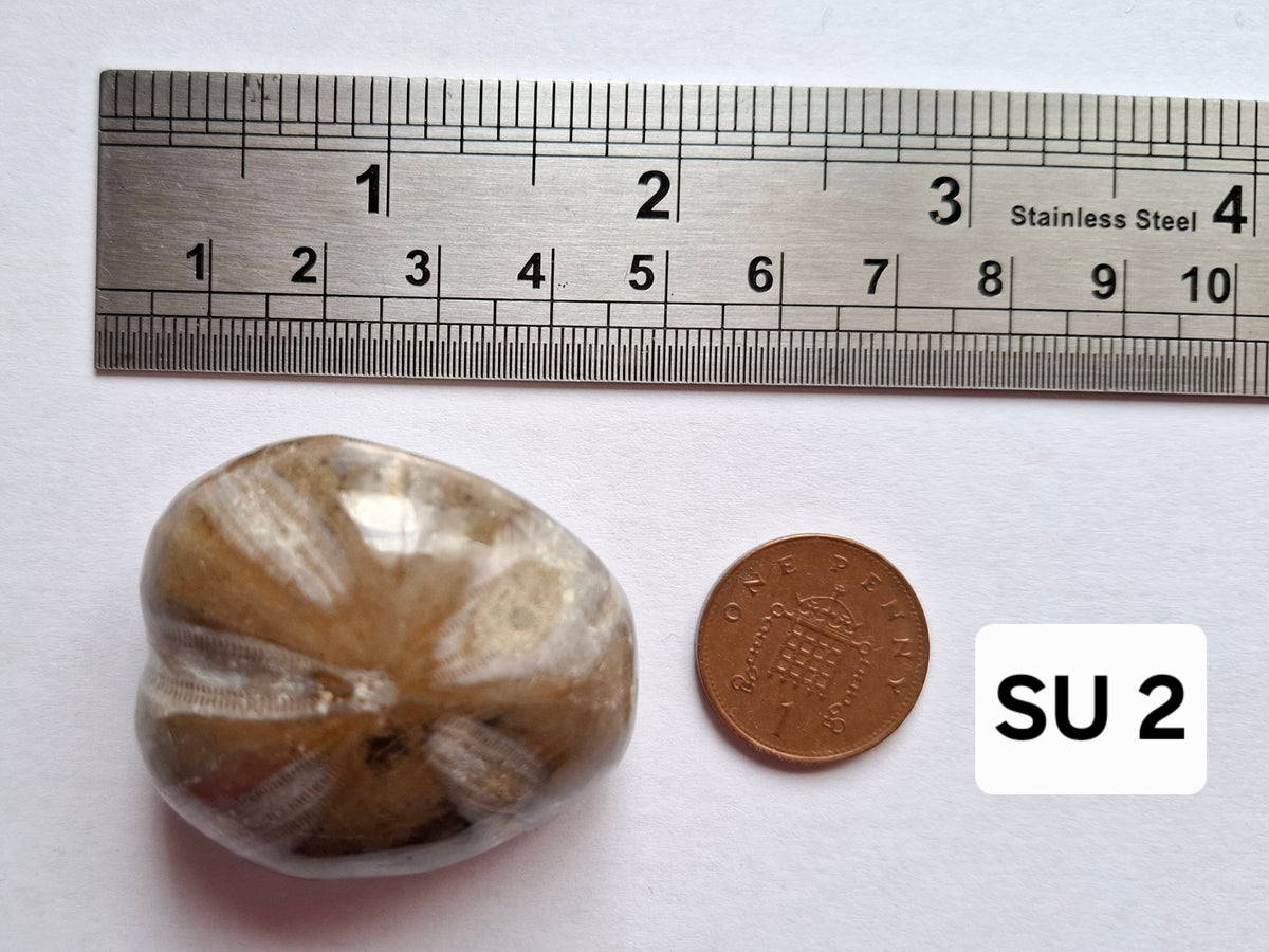 Polished Sea Urchin, Fossil (Ref: SU2)