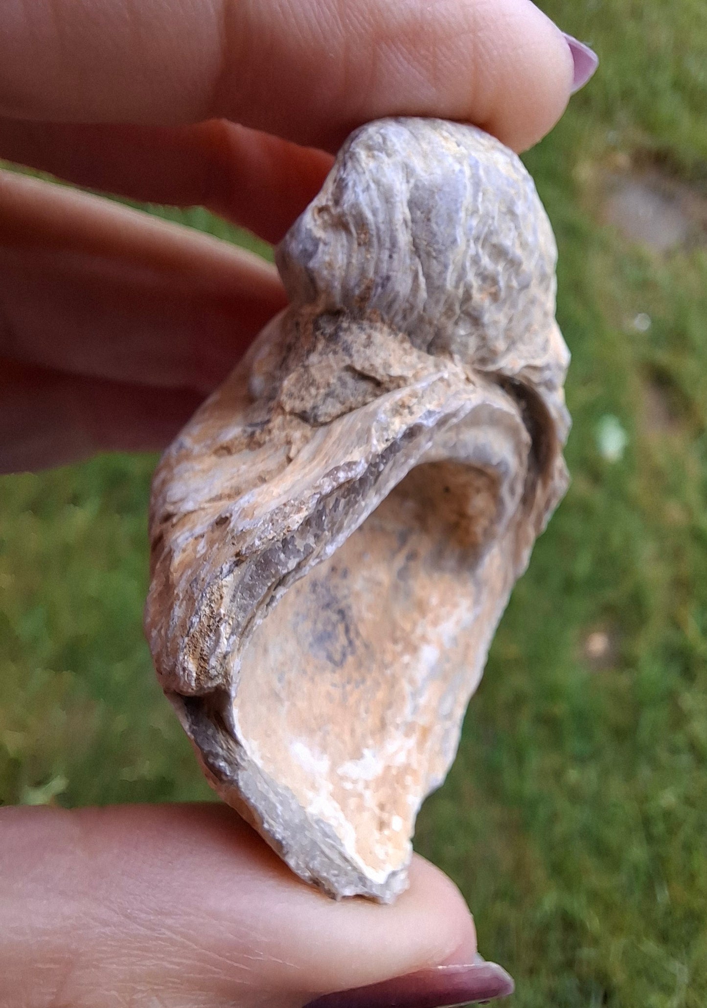 Gryphaea (Devil's Toenail), 57.53g, Fossil (Ref: G2)