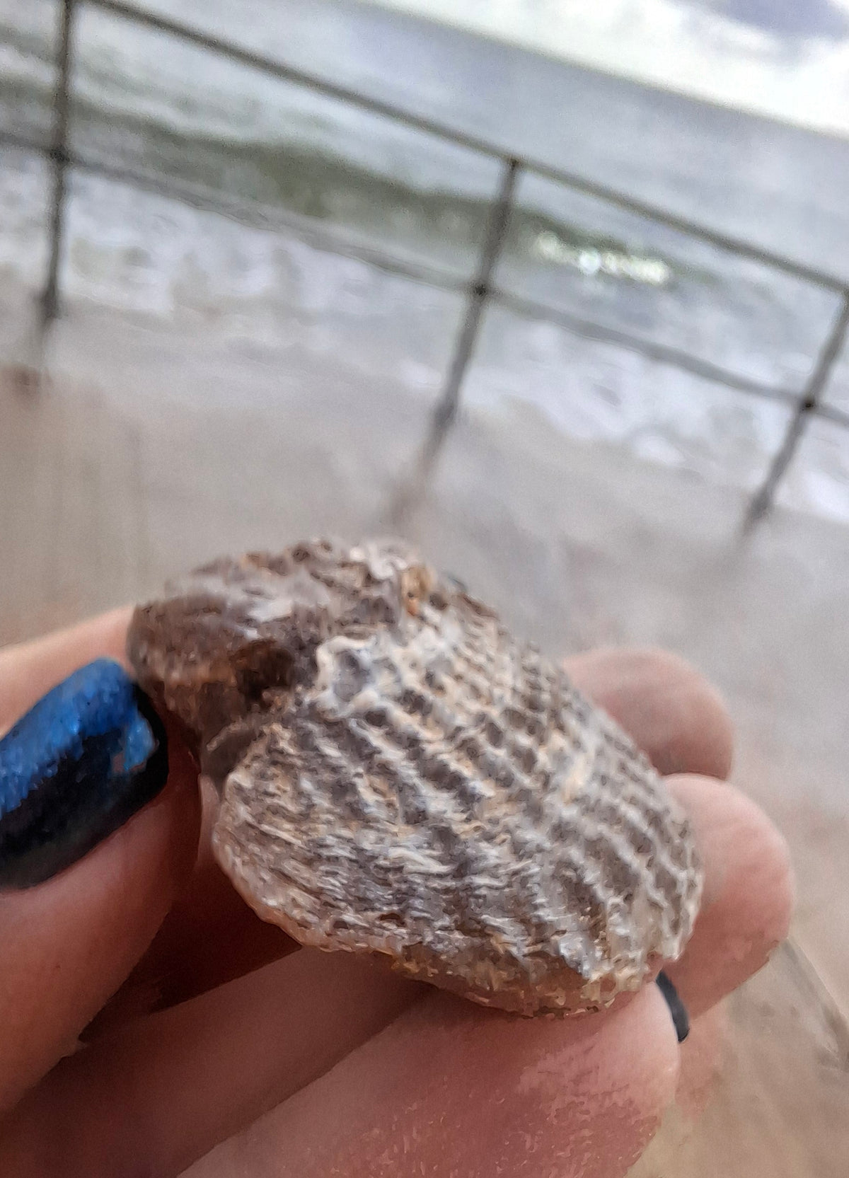 Chalcedony Oyster, Fossil (Ref: FO10)