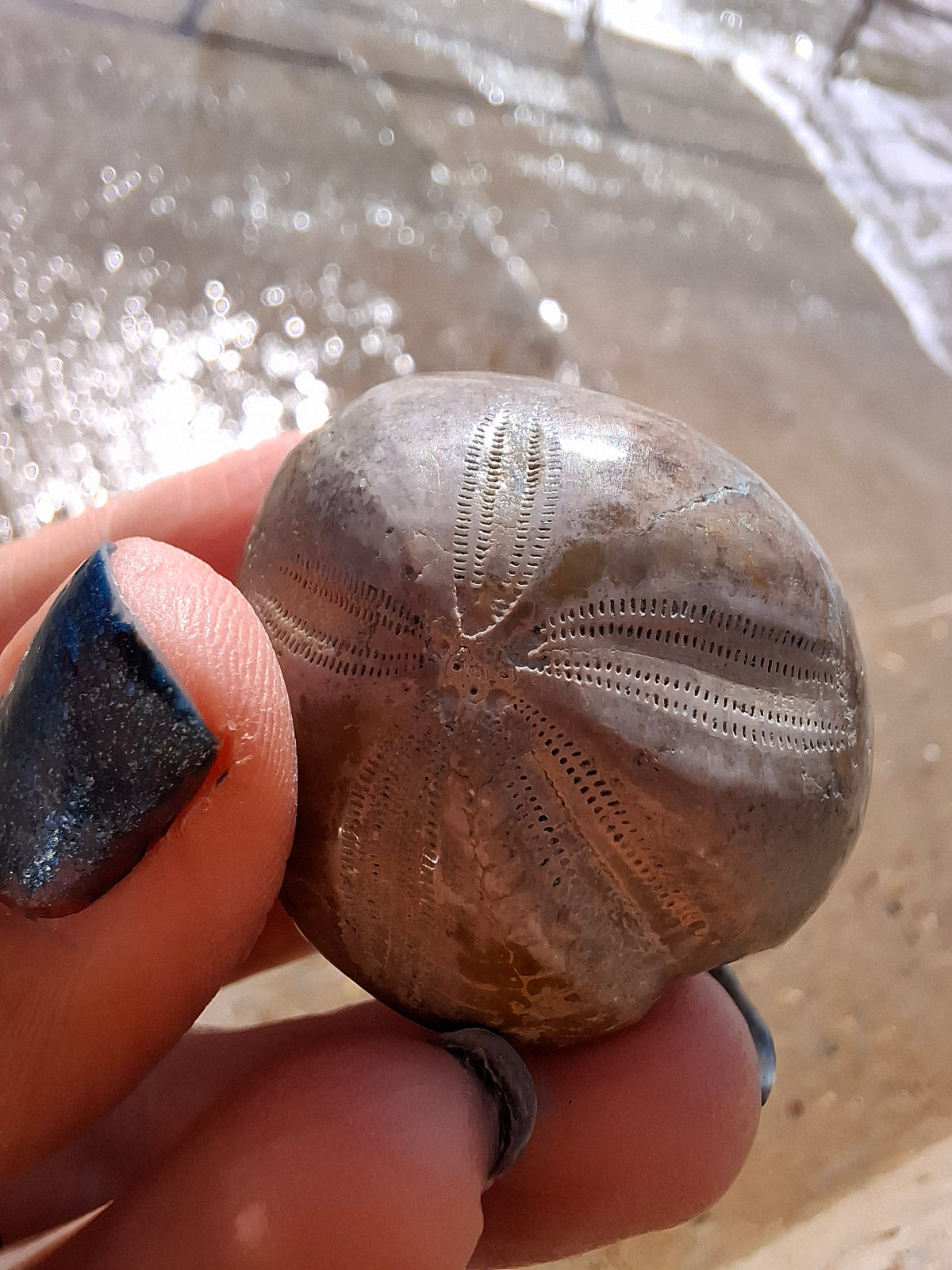 Polished Sea Urchin, Fossil (Ref: SU1)