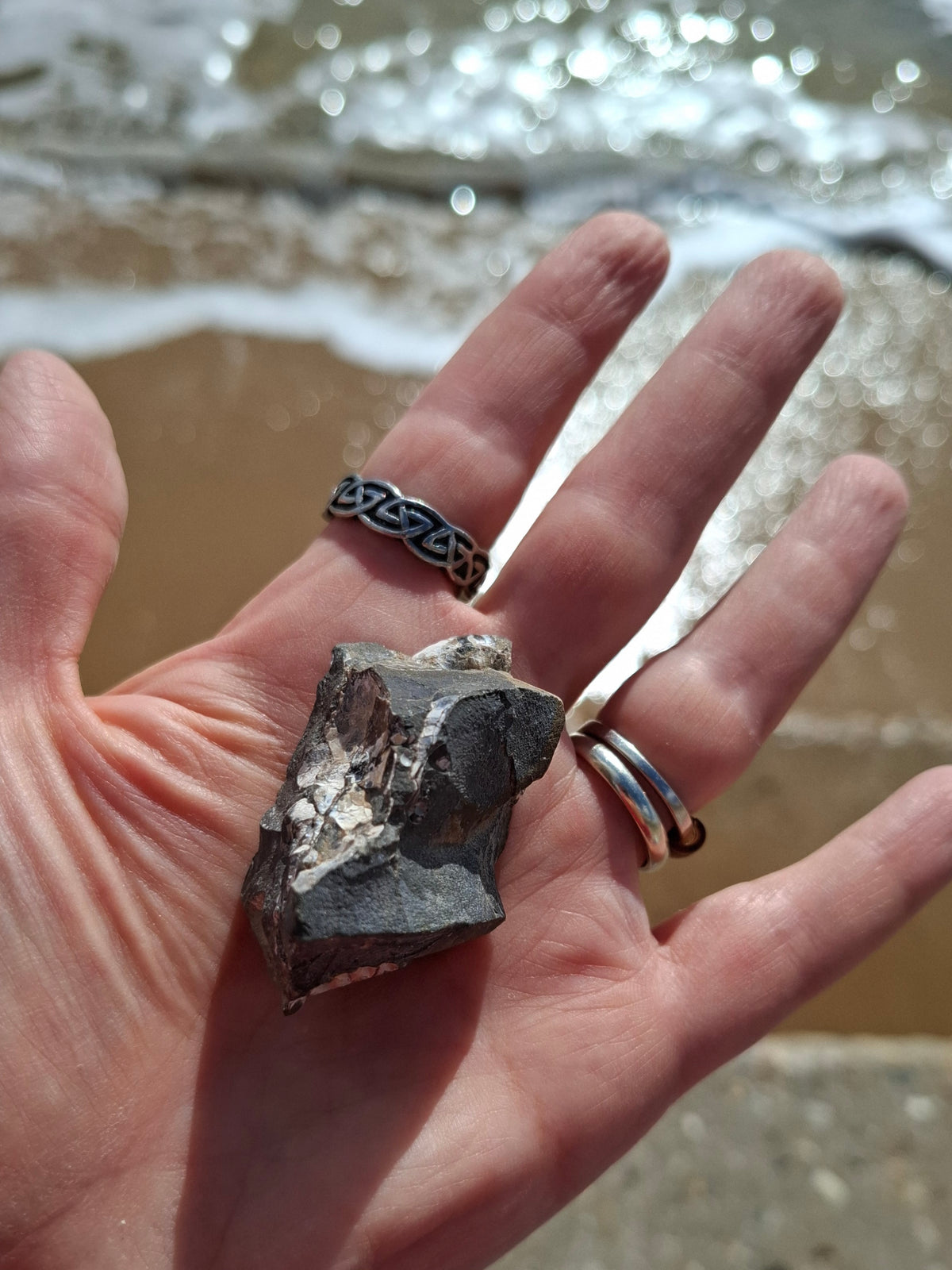 Ammonite Cluster, Fossil (Ref: ACL3)