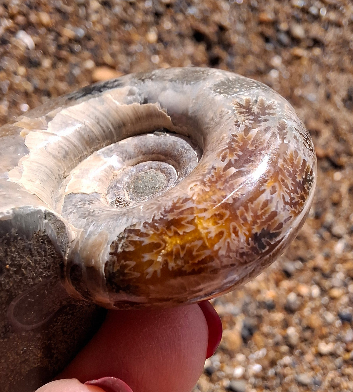 Polished Ammonite, Fossil (Ref: AMM1)
