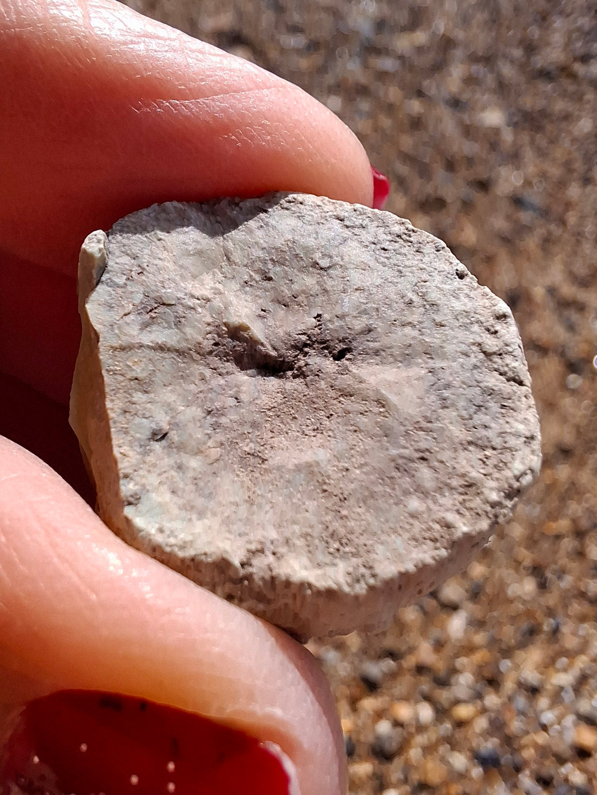 Sauropod Dinosaur Coprolite, 9.31g, Fossil (Ref: DP2)
