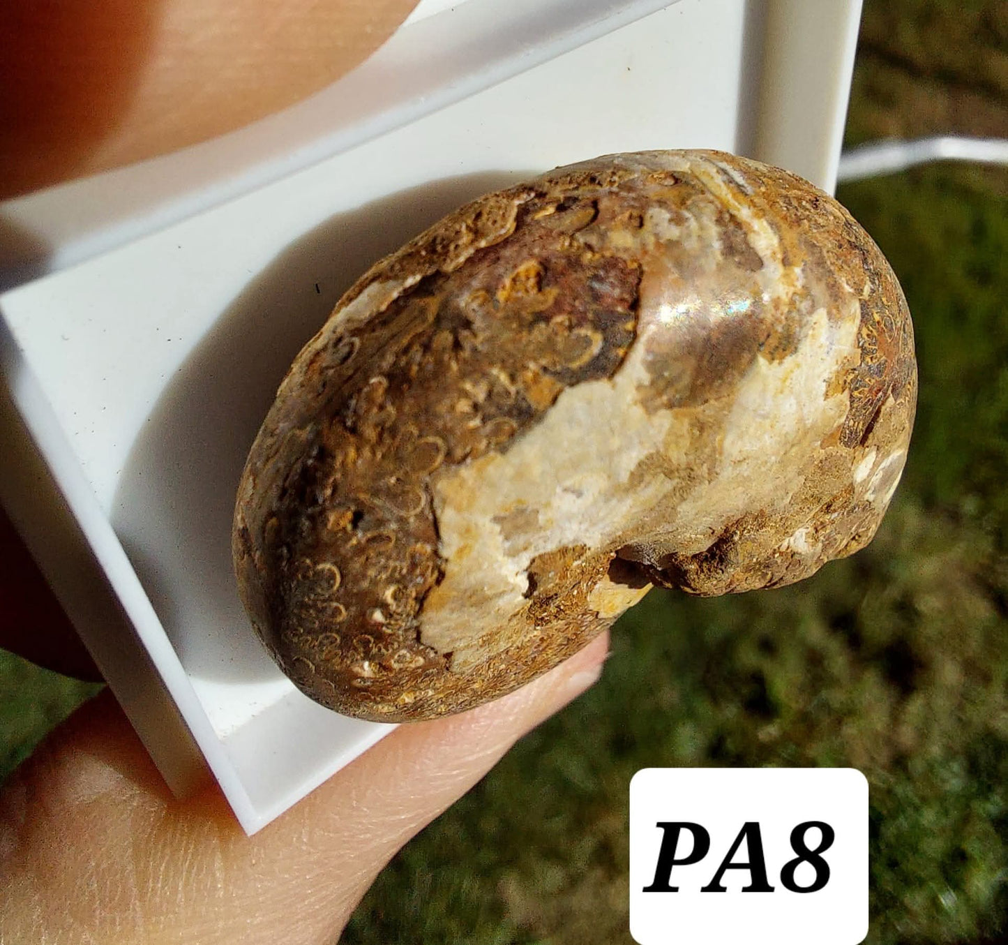 Phylloceras Ammonite, Fossil (Ref: PA8)