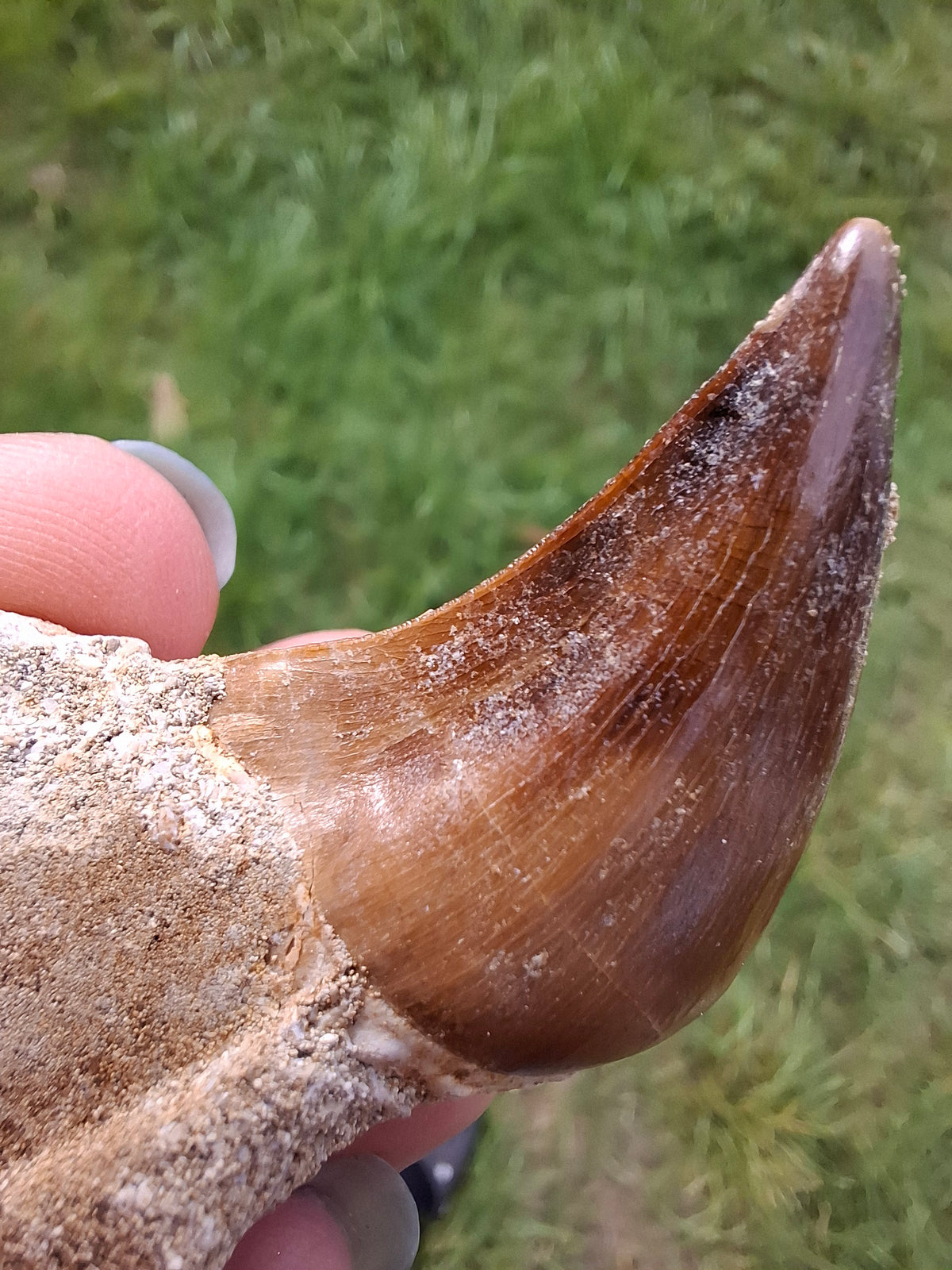 Mosasaurus Tooth with matrix, Fossil, (Ref: MTM1)