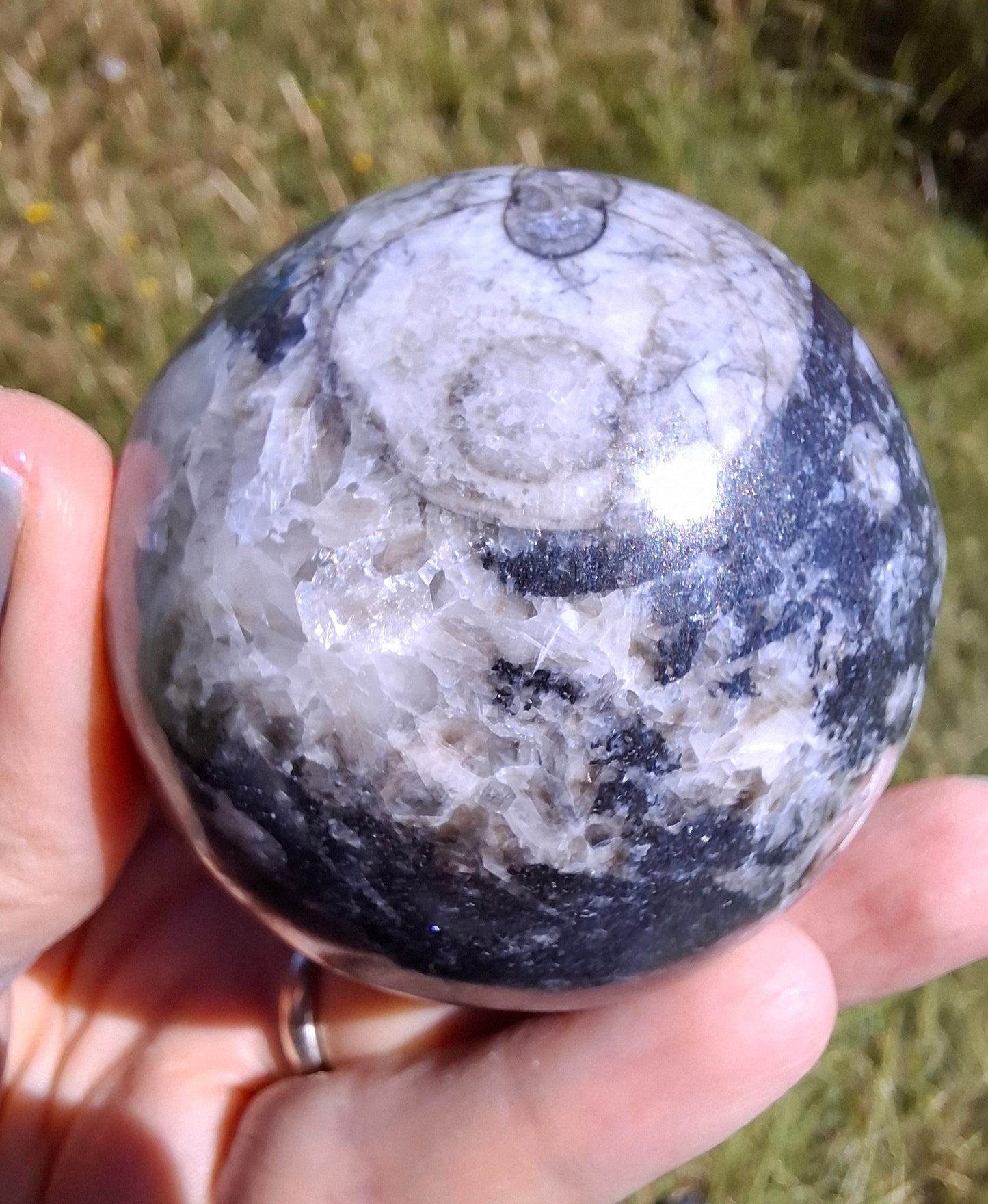 Orthoceras Sphere, Fossil (Ref: OS2)