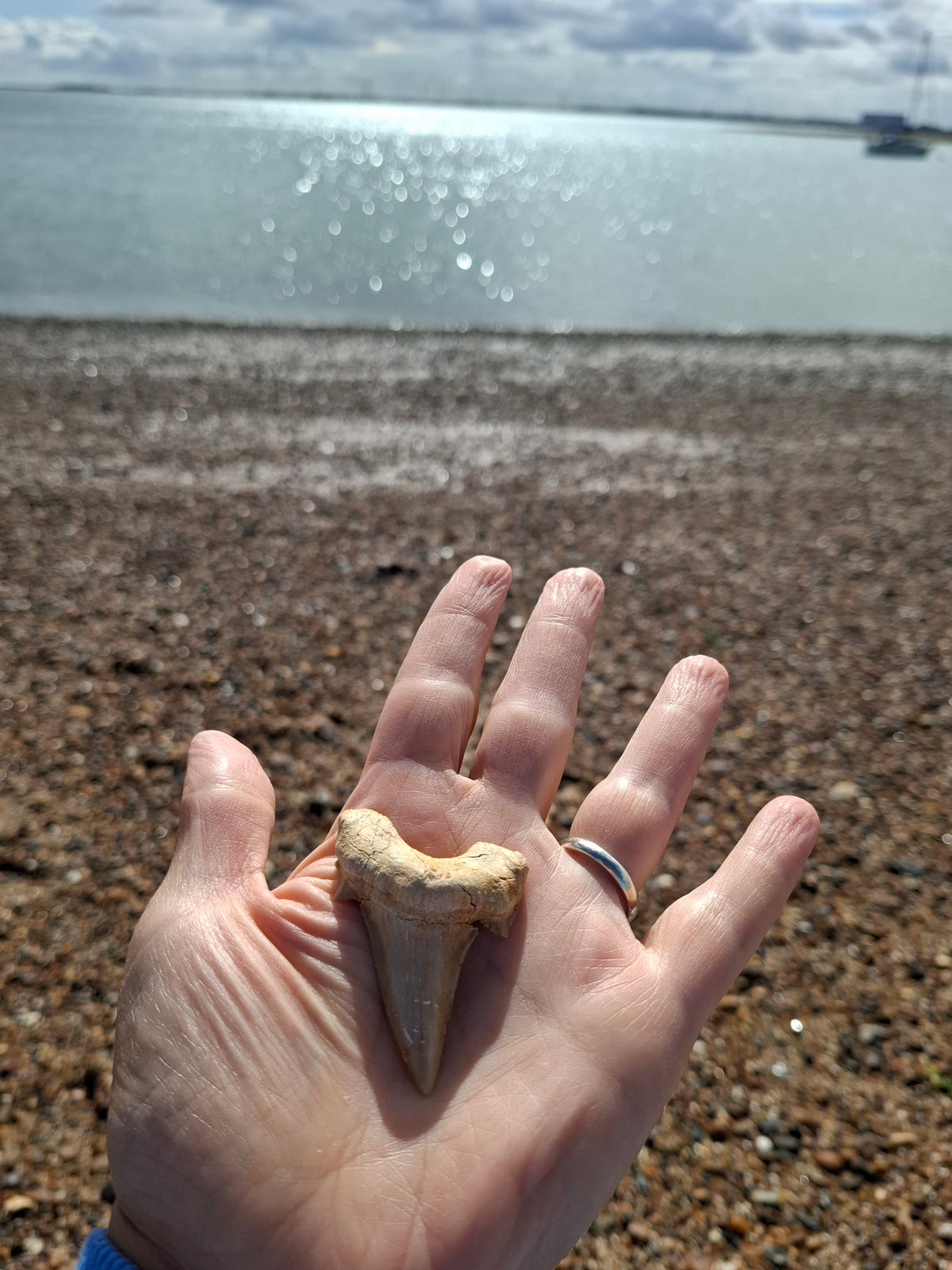 Otodus Shark Tooth, Fossil (Ref: OT6)