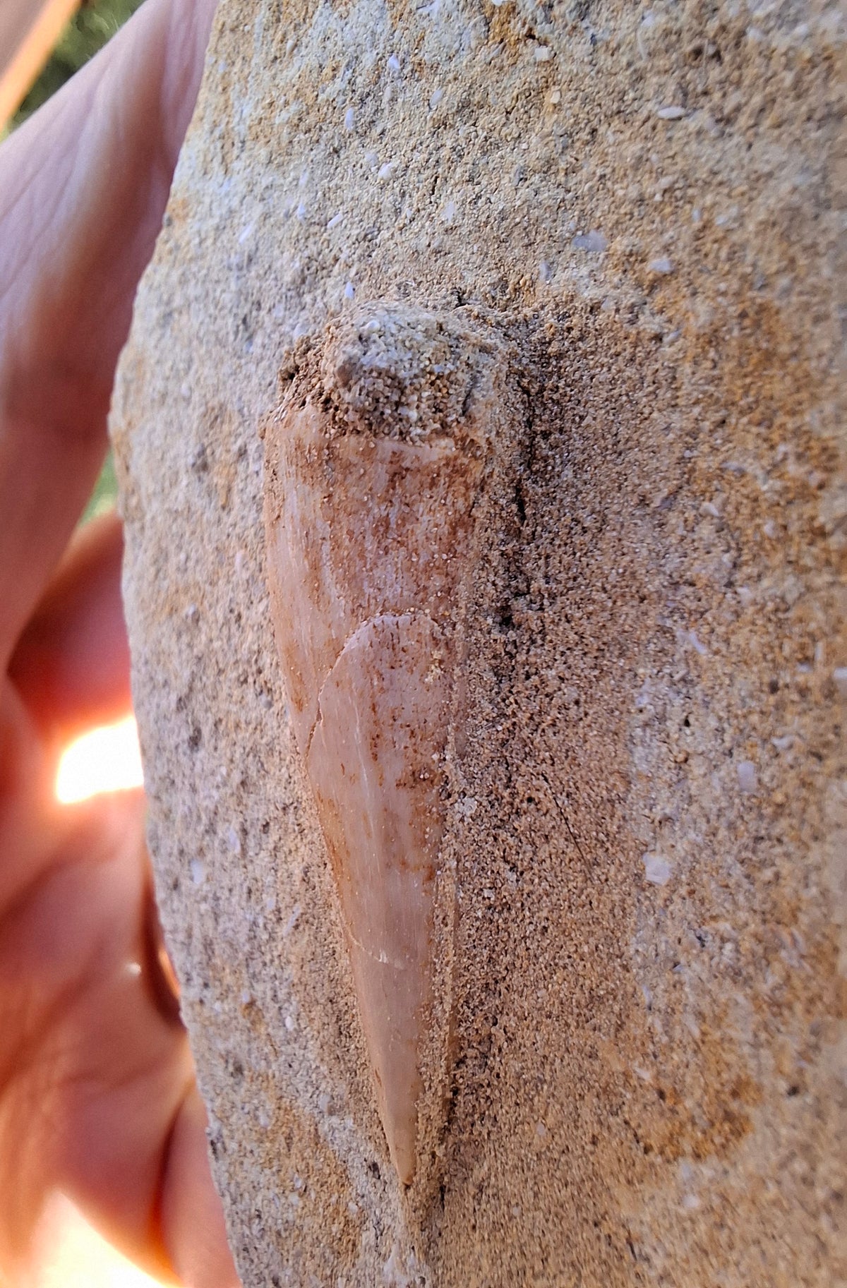 Enchodus Sabre Tooth, Fossil (Ref: ES3)